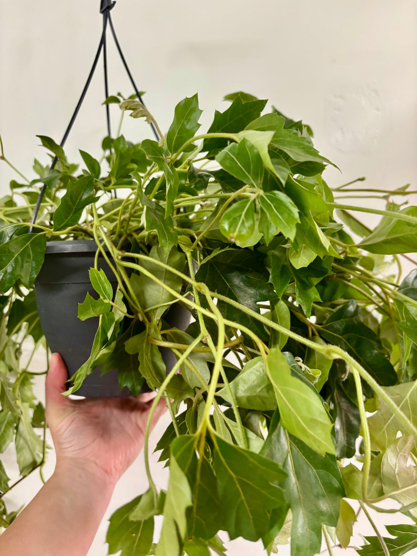 Cissus Ellen Danica