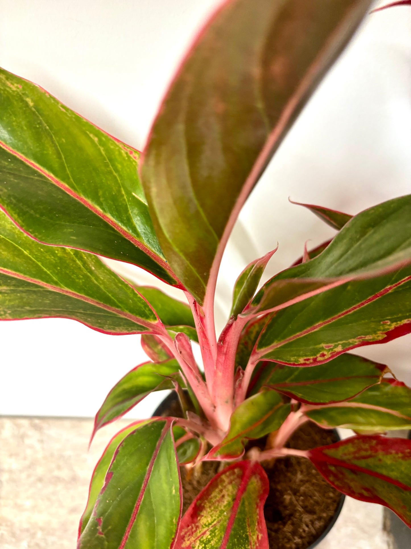 Aglaonema Jungle Red