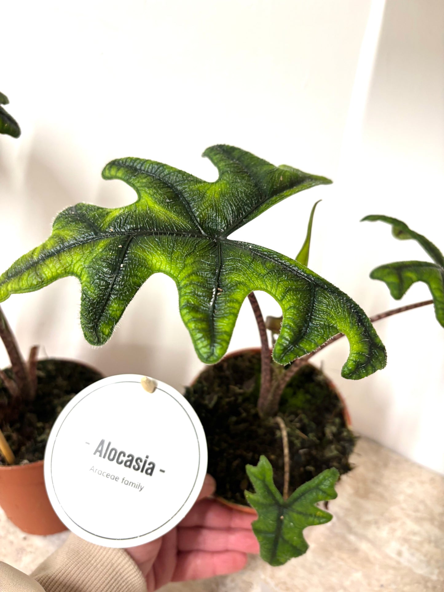 Alocasia Jacklyn