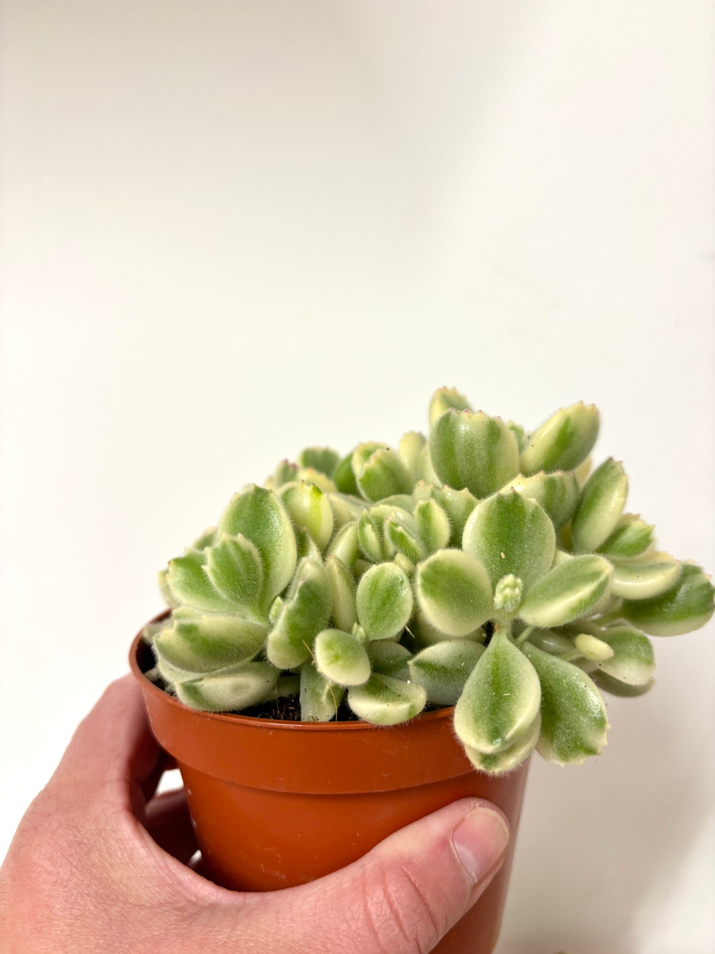 Cotyledon Ladismithiensis