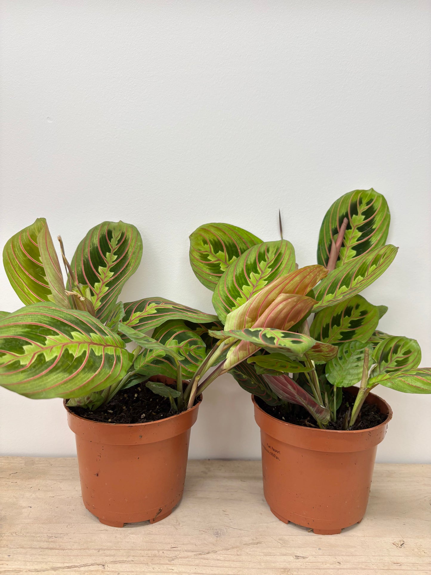 Maranta Fascinator