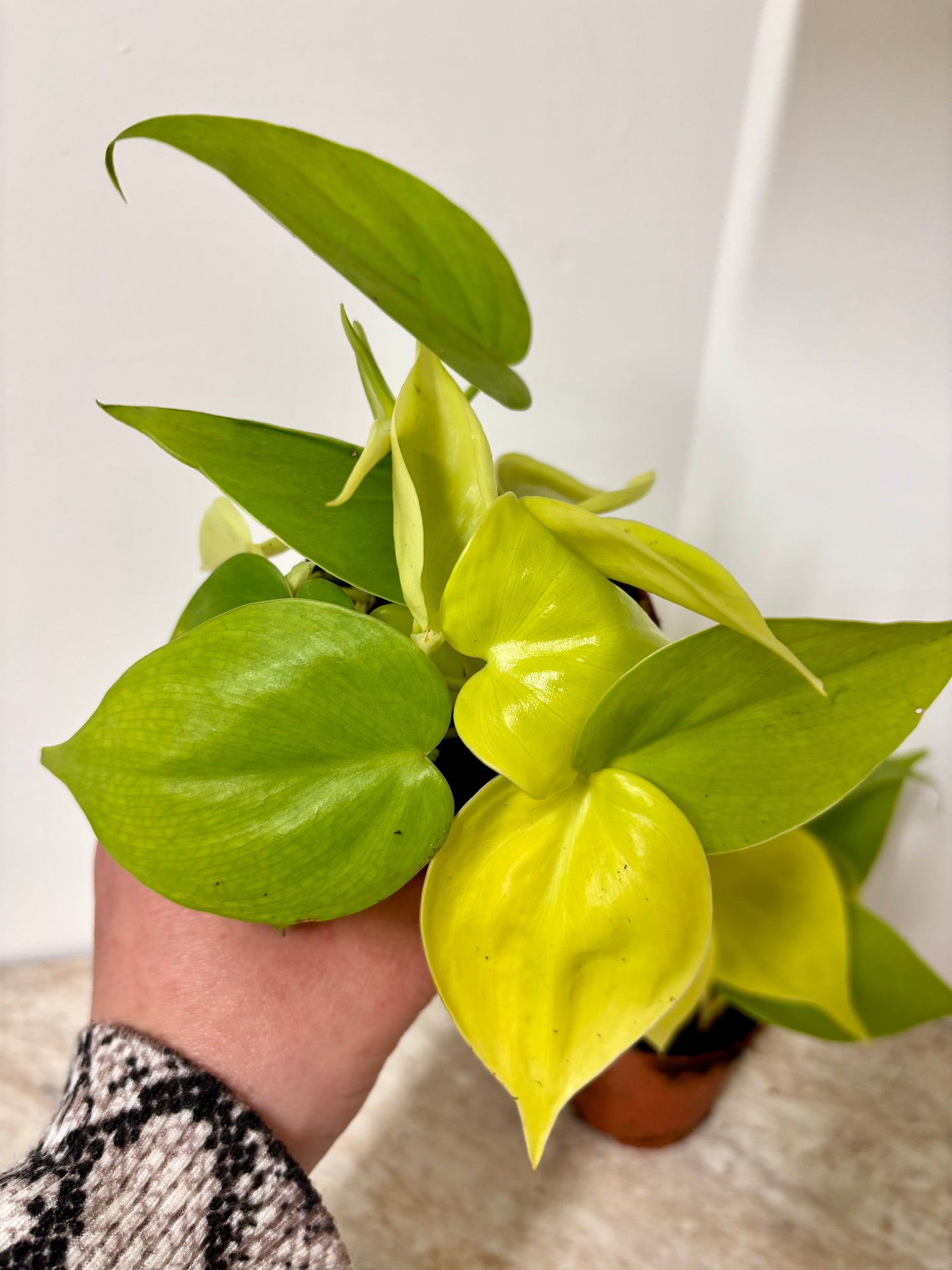 Epipremnum Neon Pothos