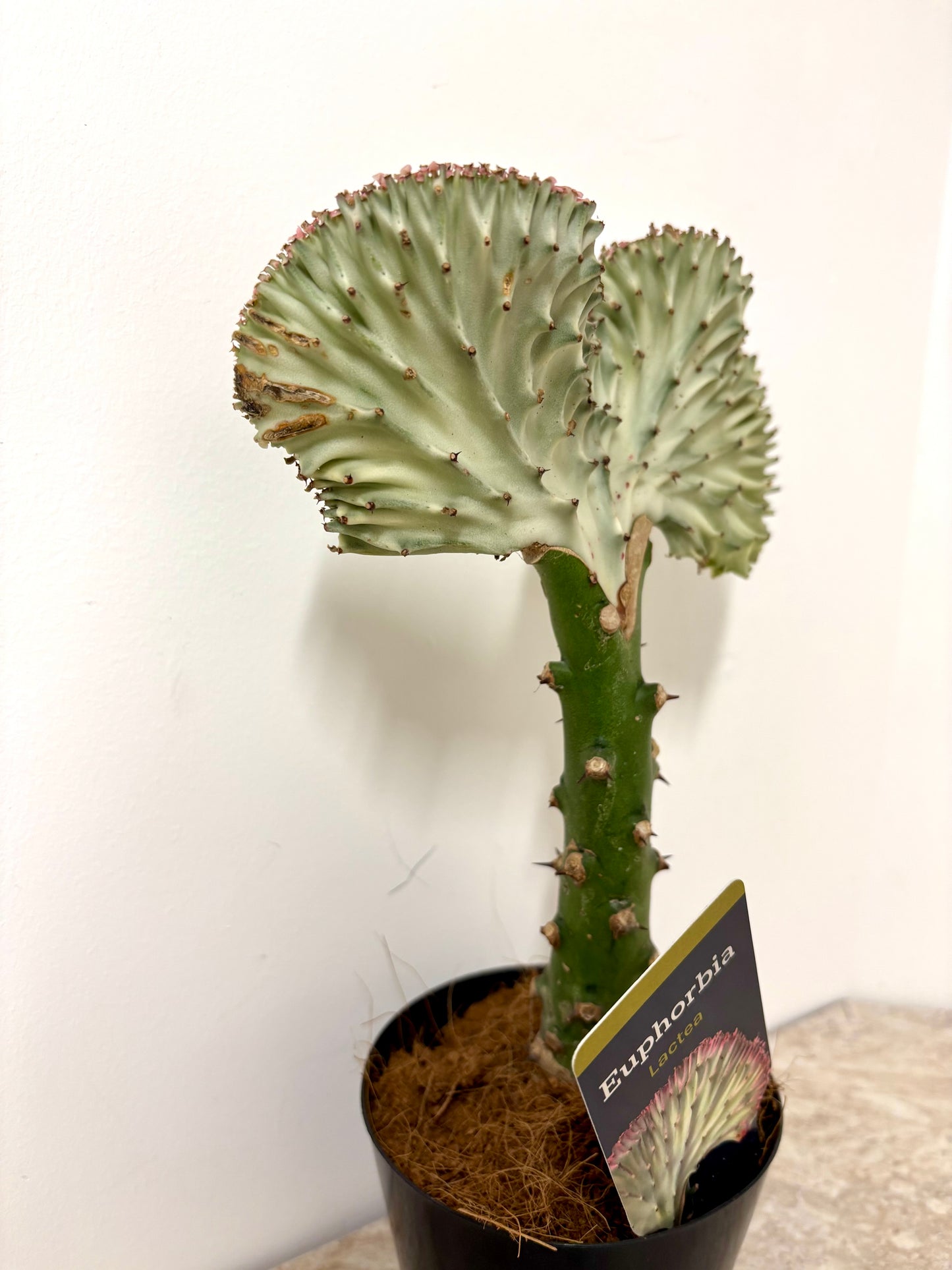 Euphorbia Lactea