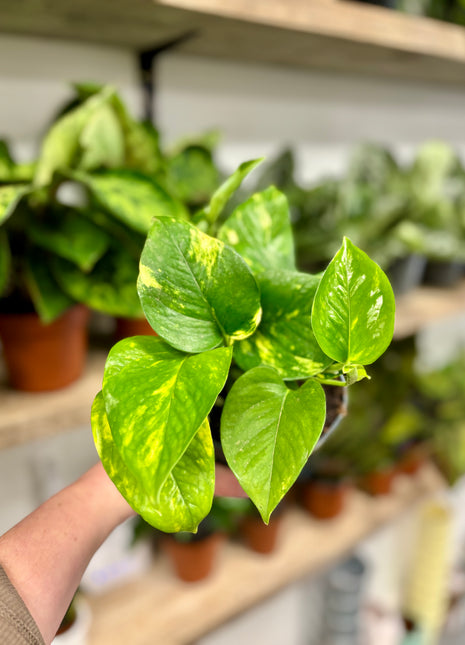 Epipremnum Aureum