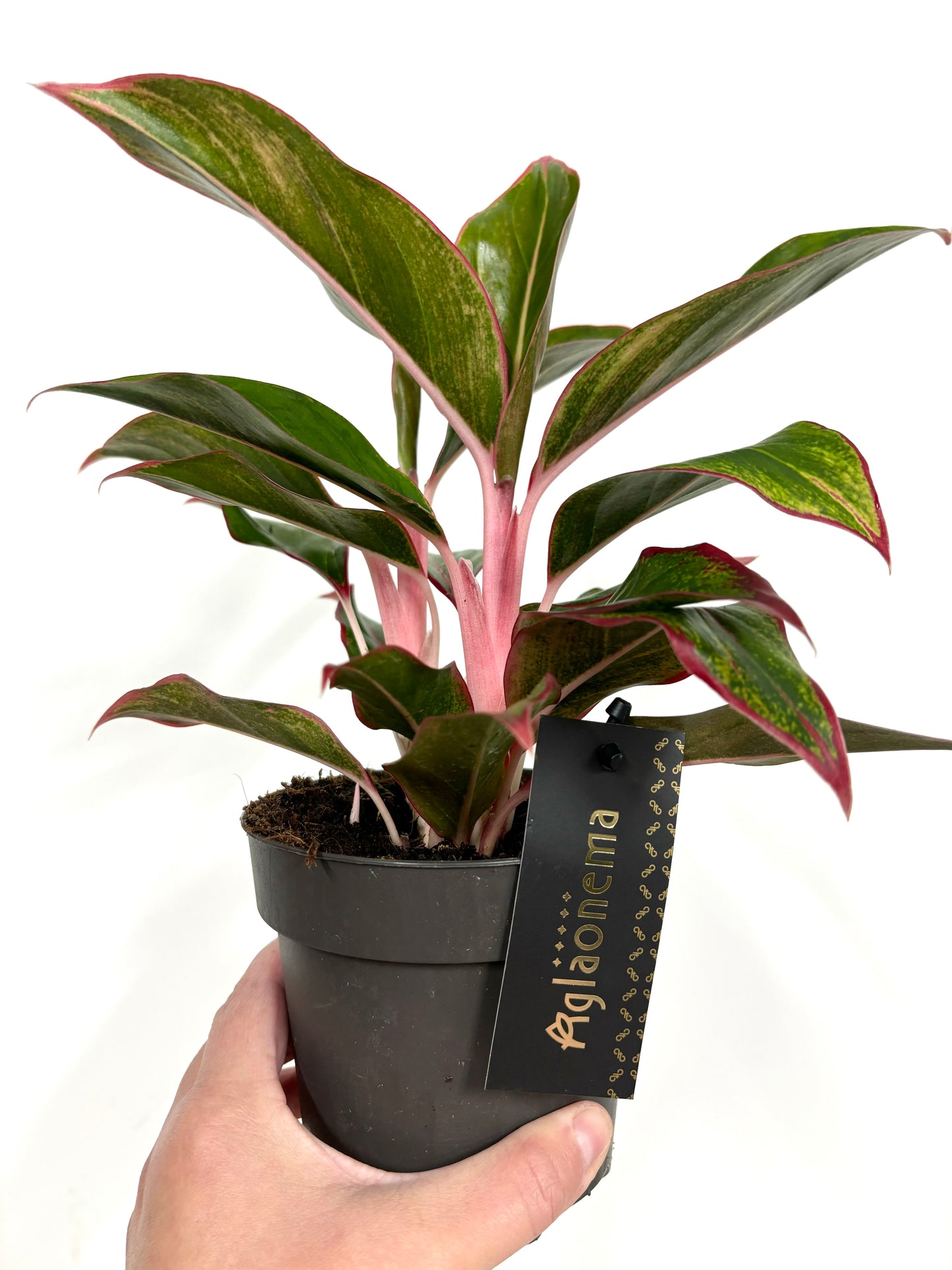 Aglaonema Jungle Red