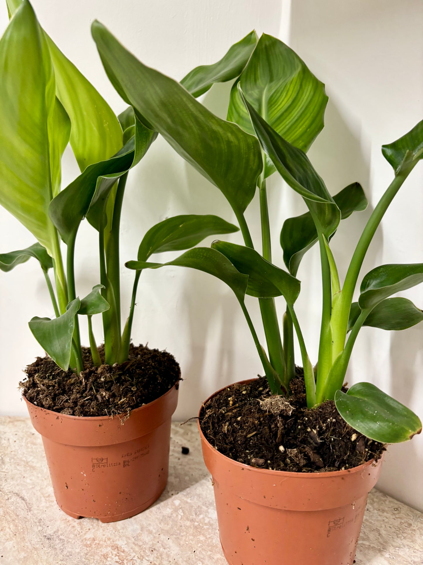 Strelitzia Nicolai / Bird Of Paradise
