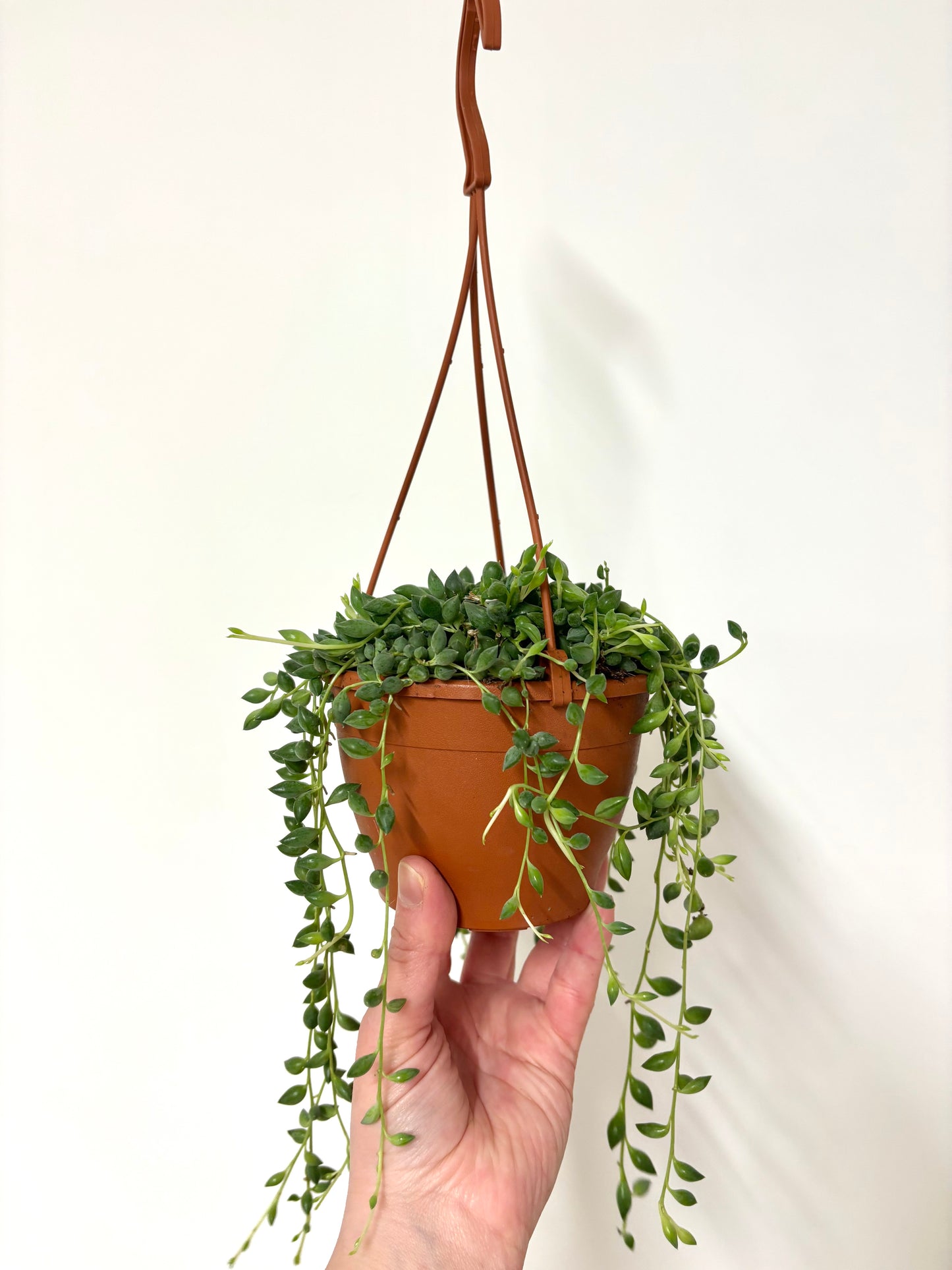 Senecio Herreianus/Tears