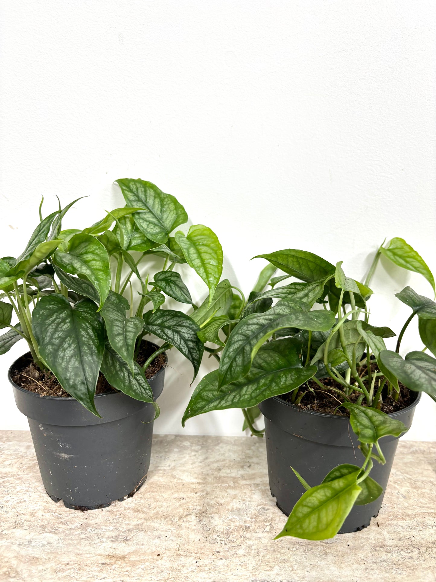 Monstera Siltepecana