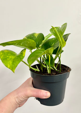 Epipremnum Aureum