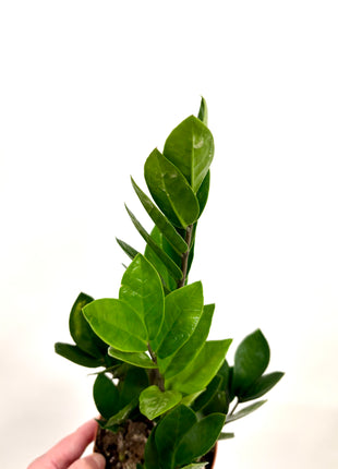 Zamio  Zamiifolia