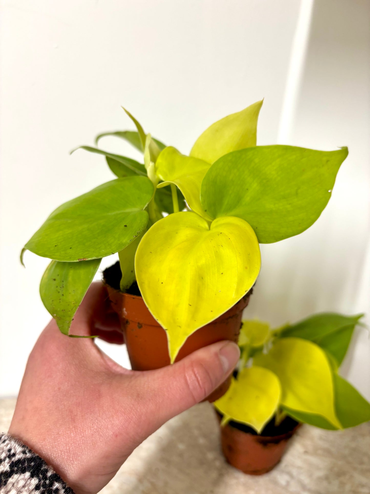 Epipremnum Neon Pothos