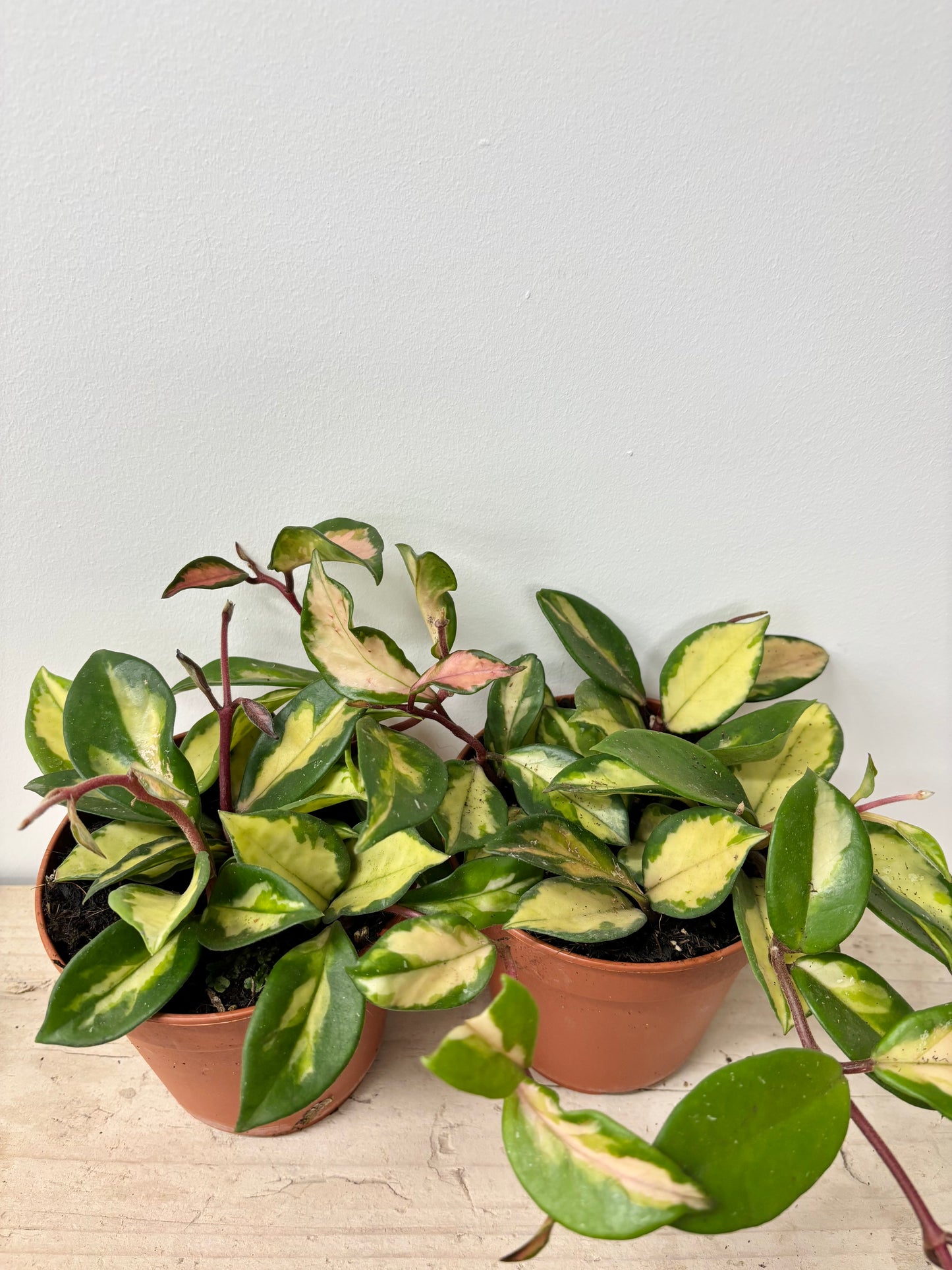 Hoya Tricolor