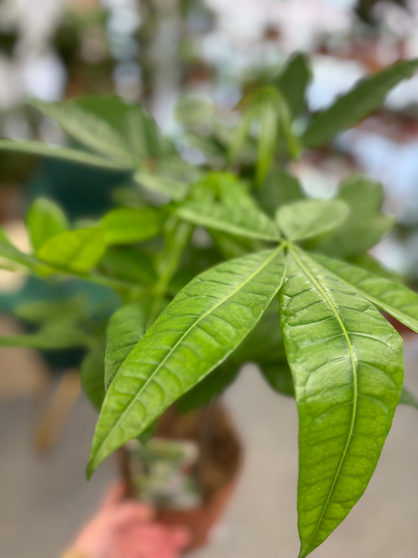 Pachira Aquatica