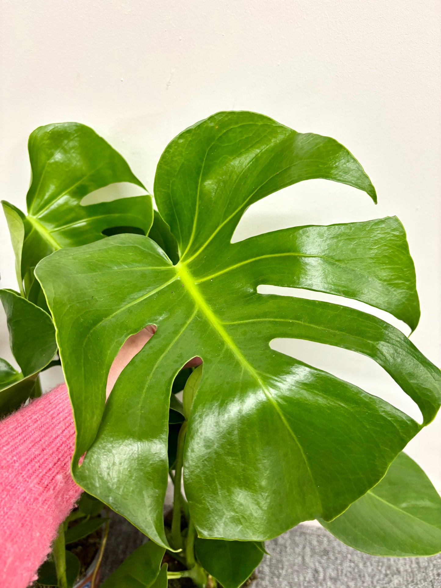 Monstera Deliciosa