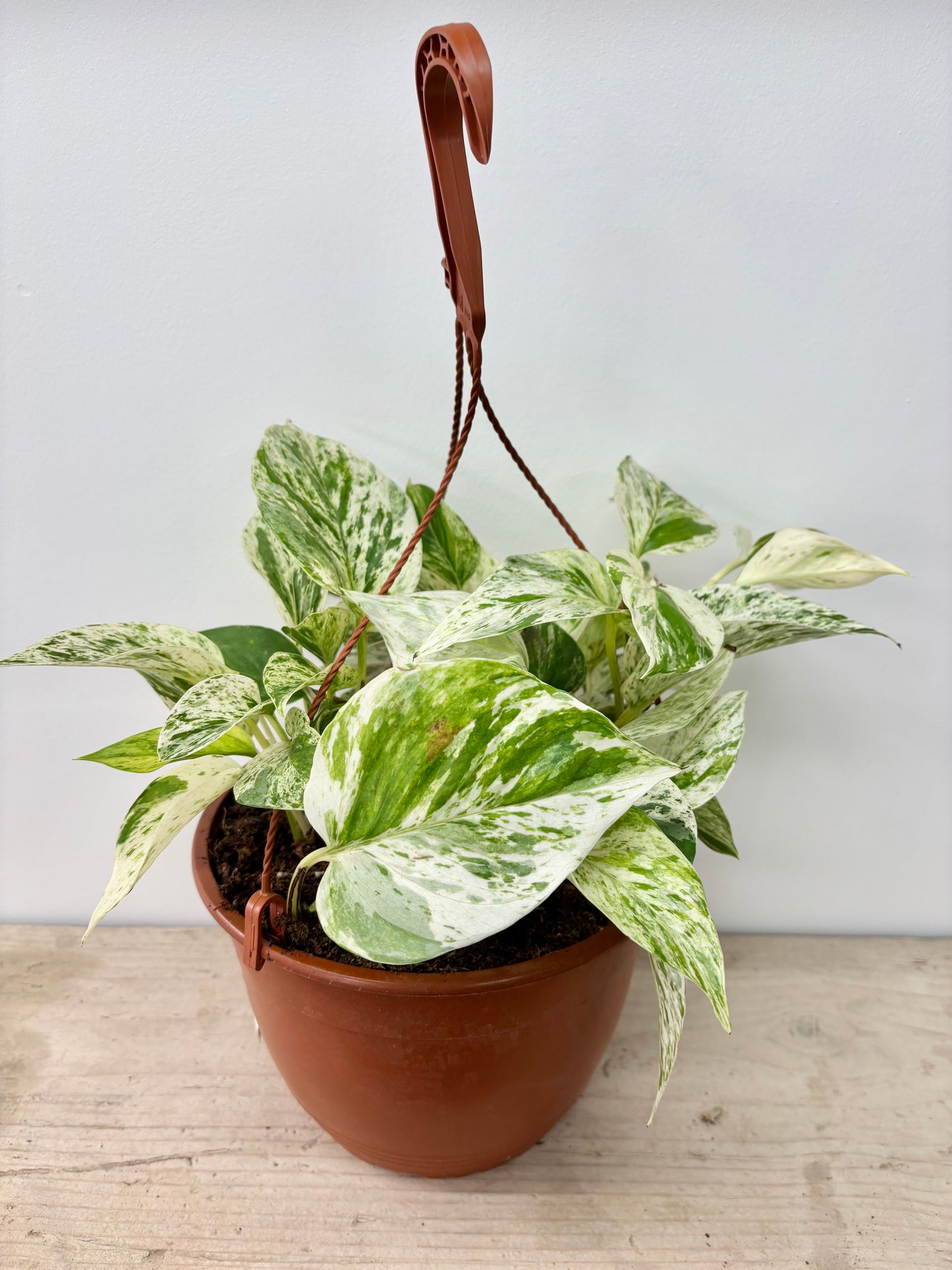 Epipremnum/Scindapsus Marble Queen