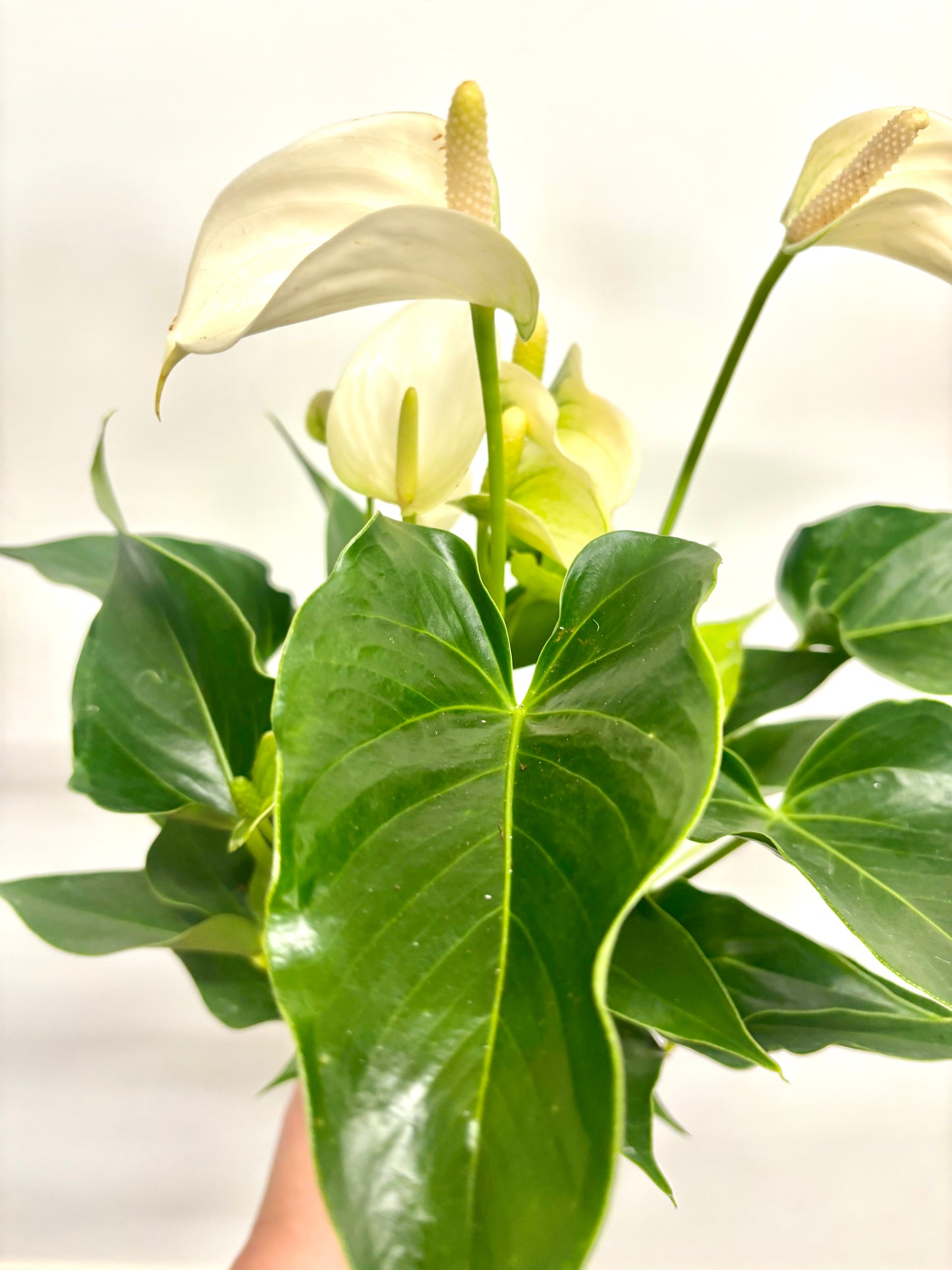 Anthurium White Champion