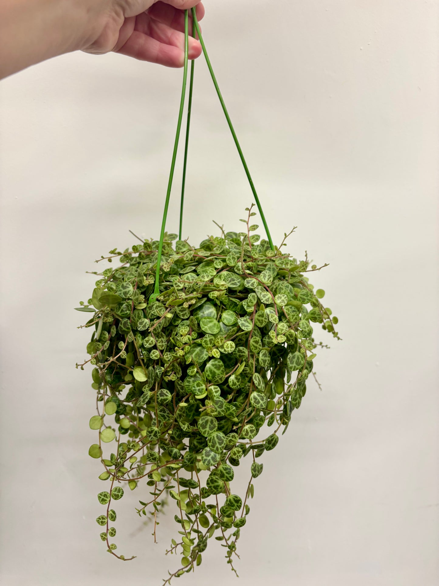 Peperomia Prostrata/ string of turtles
