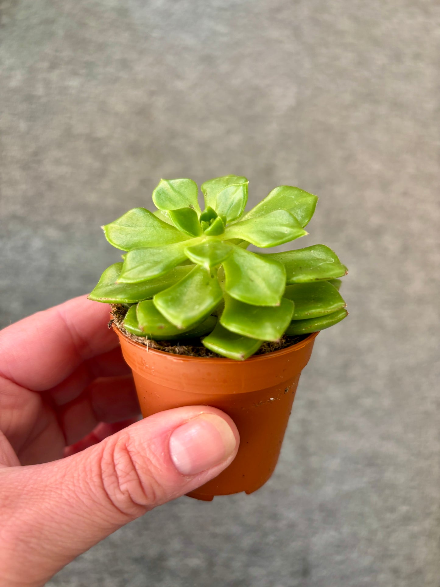 Succulents