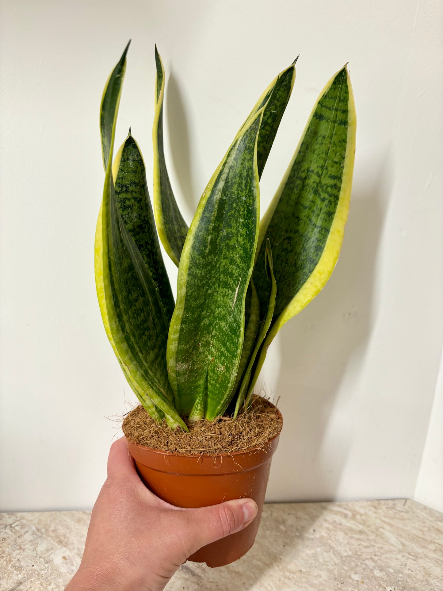 Sansevieria