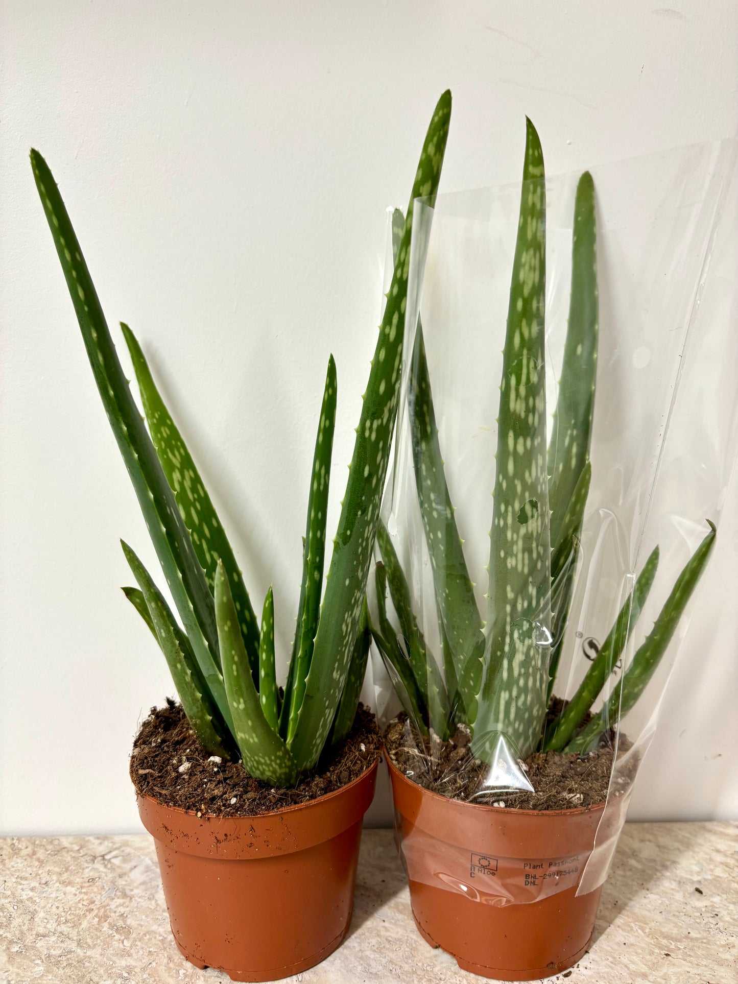 Aloe Vera