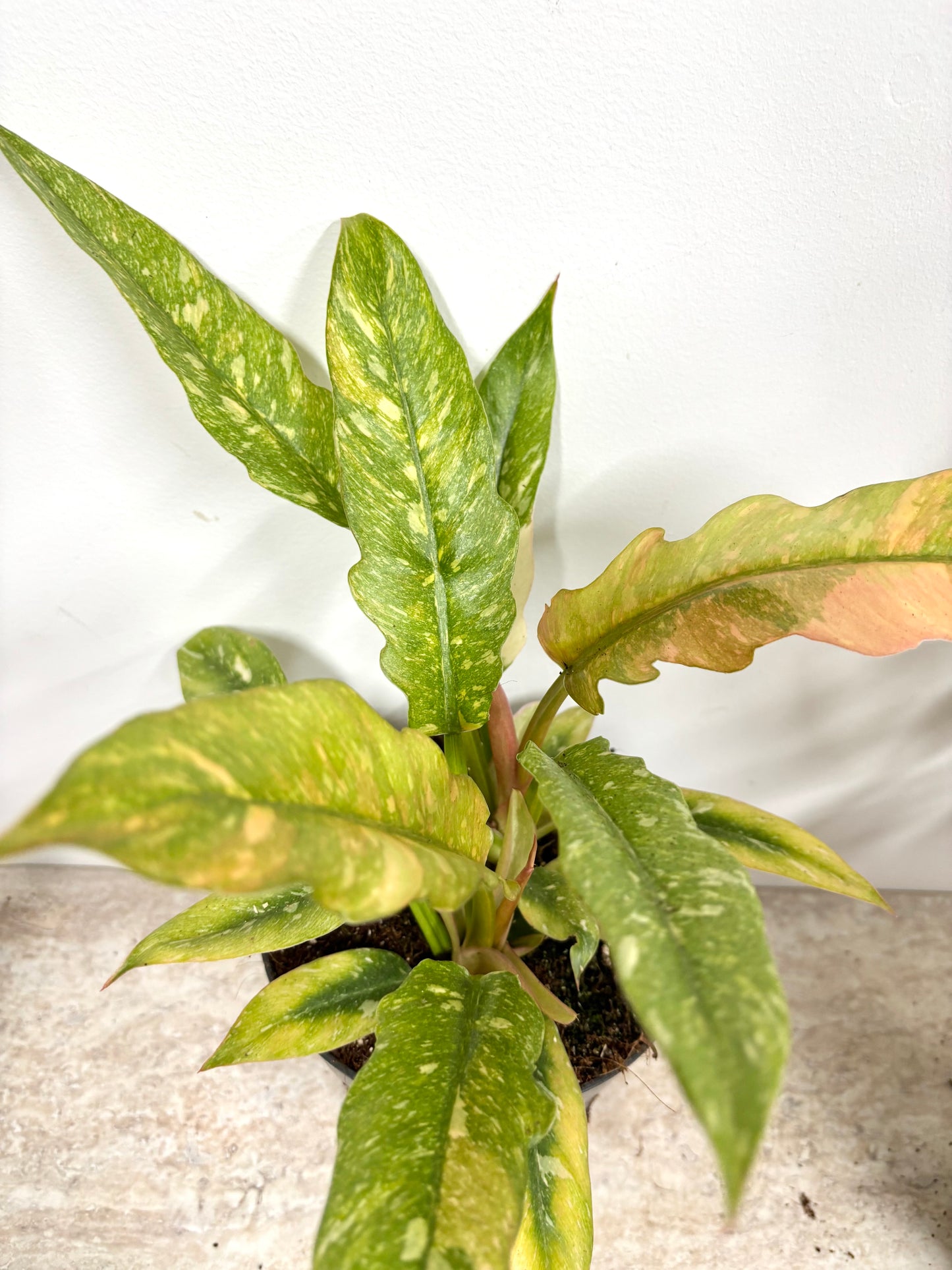 Philodendron Ring of Fire