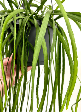 Lepismium  Bolivianum