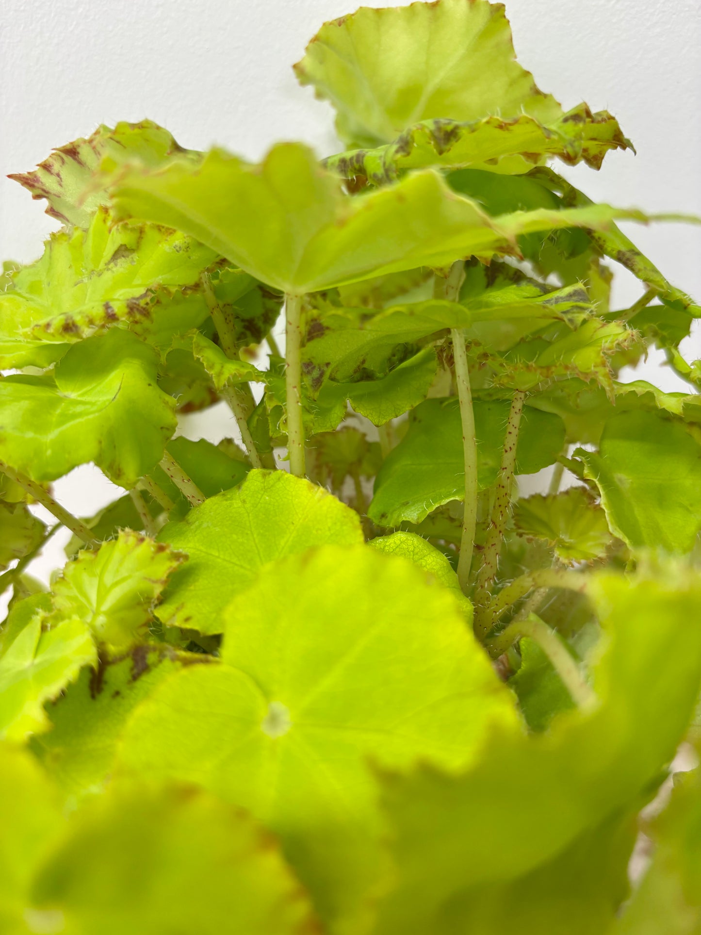 Begonia Lima Love