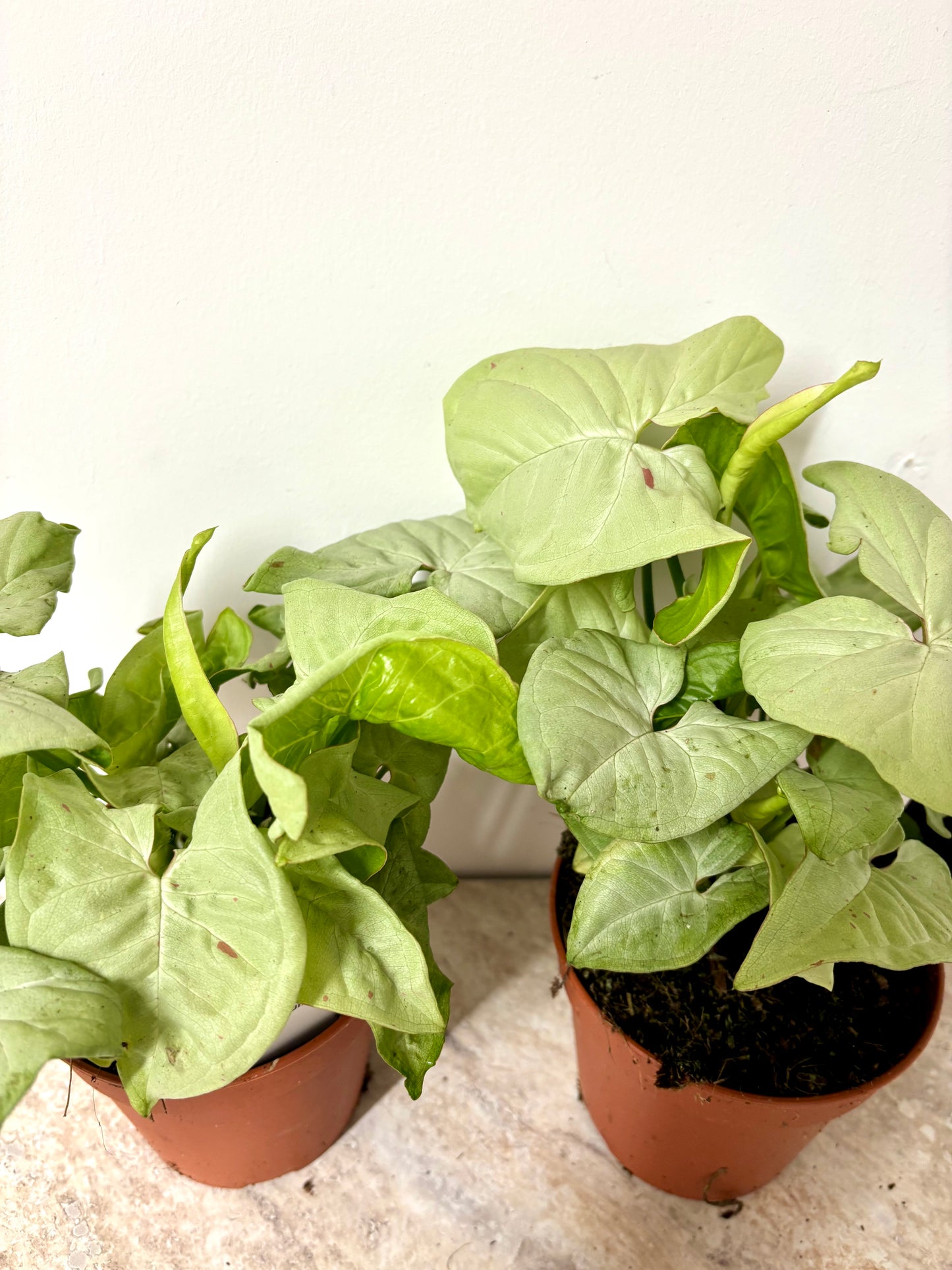 Syngonium Confetti