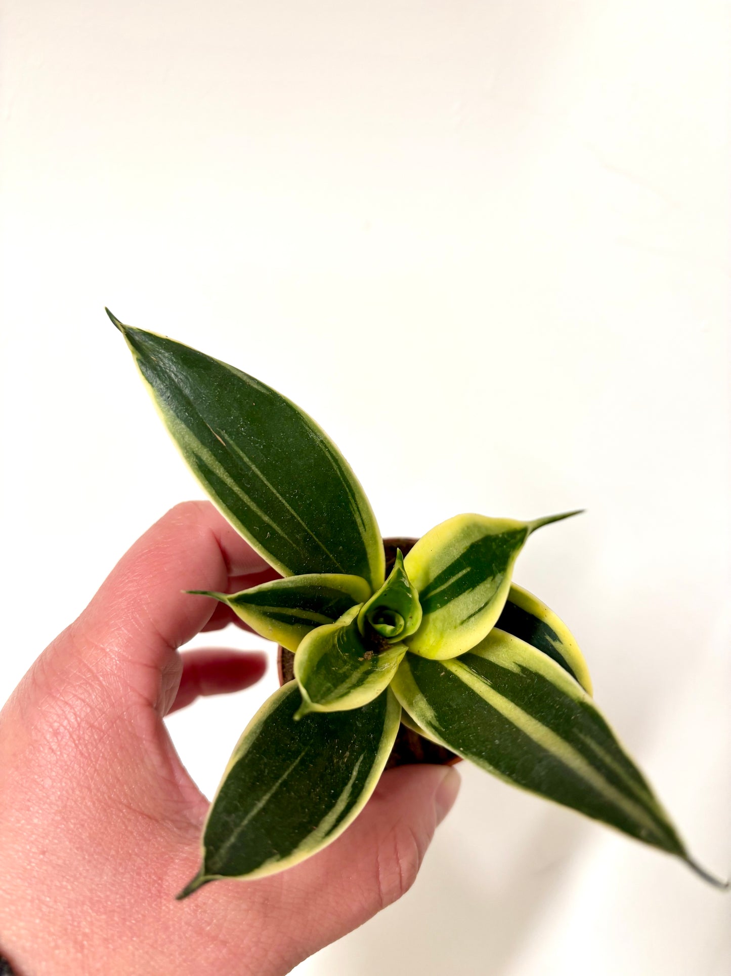 Mixed Sansevieria