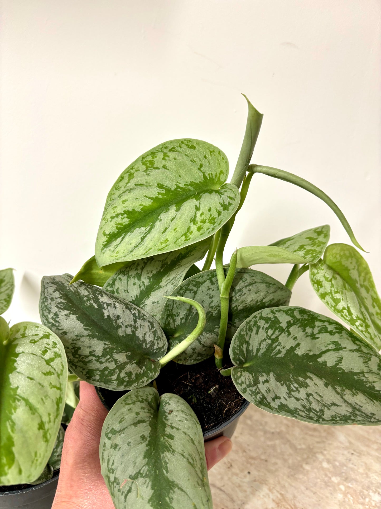 Scindapsus Pictus Trebie