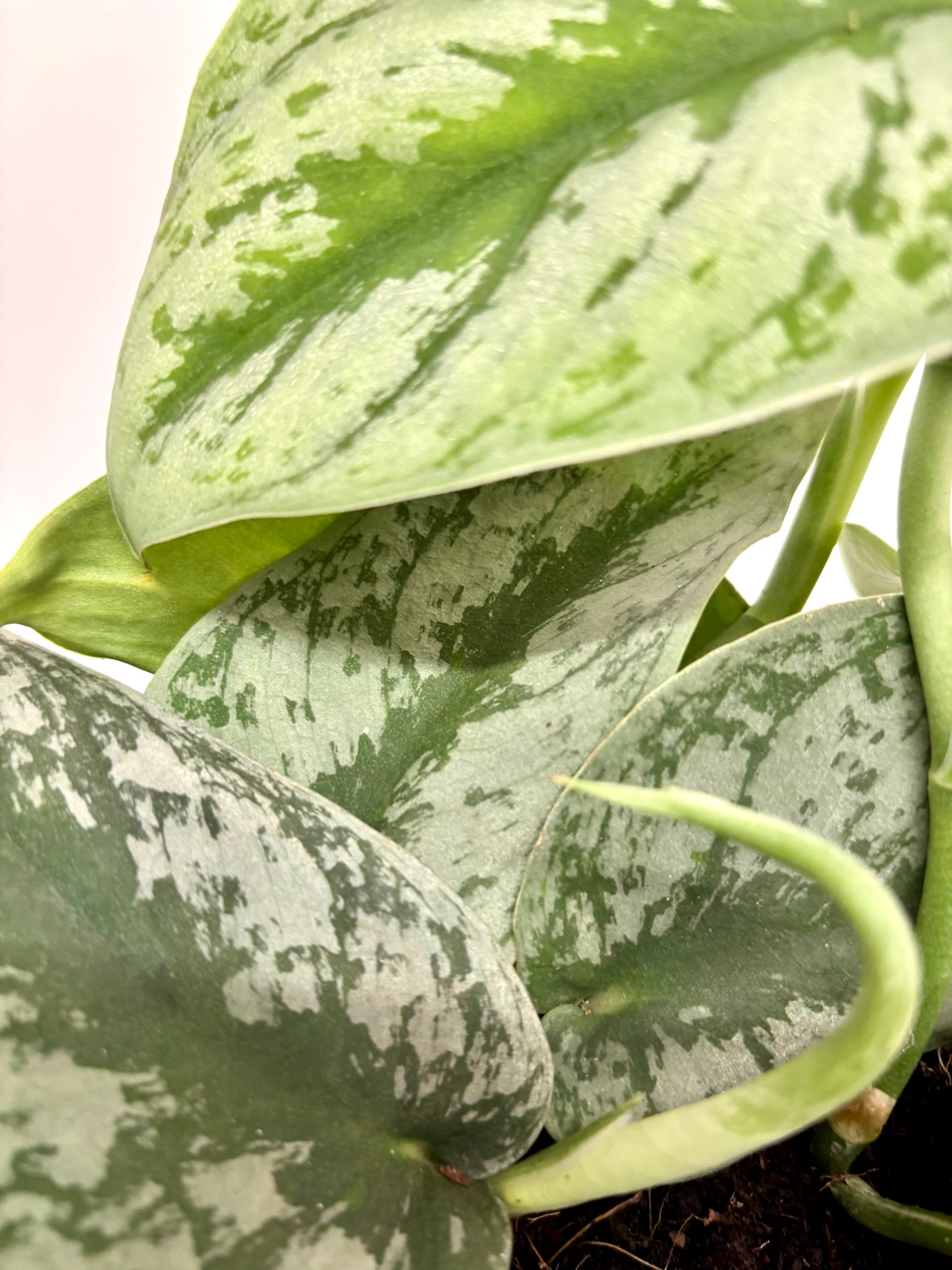Scindapsus Pictus Trebie