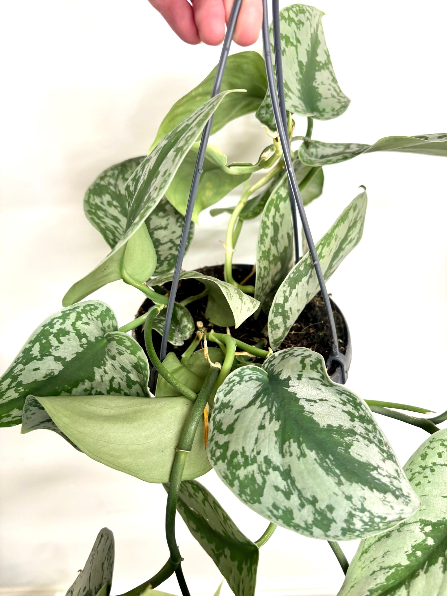 Scindapsus Pictus Trebie