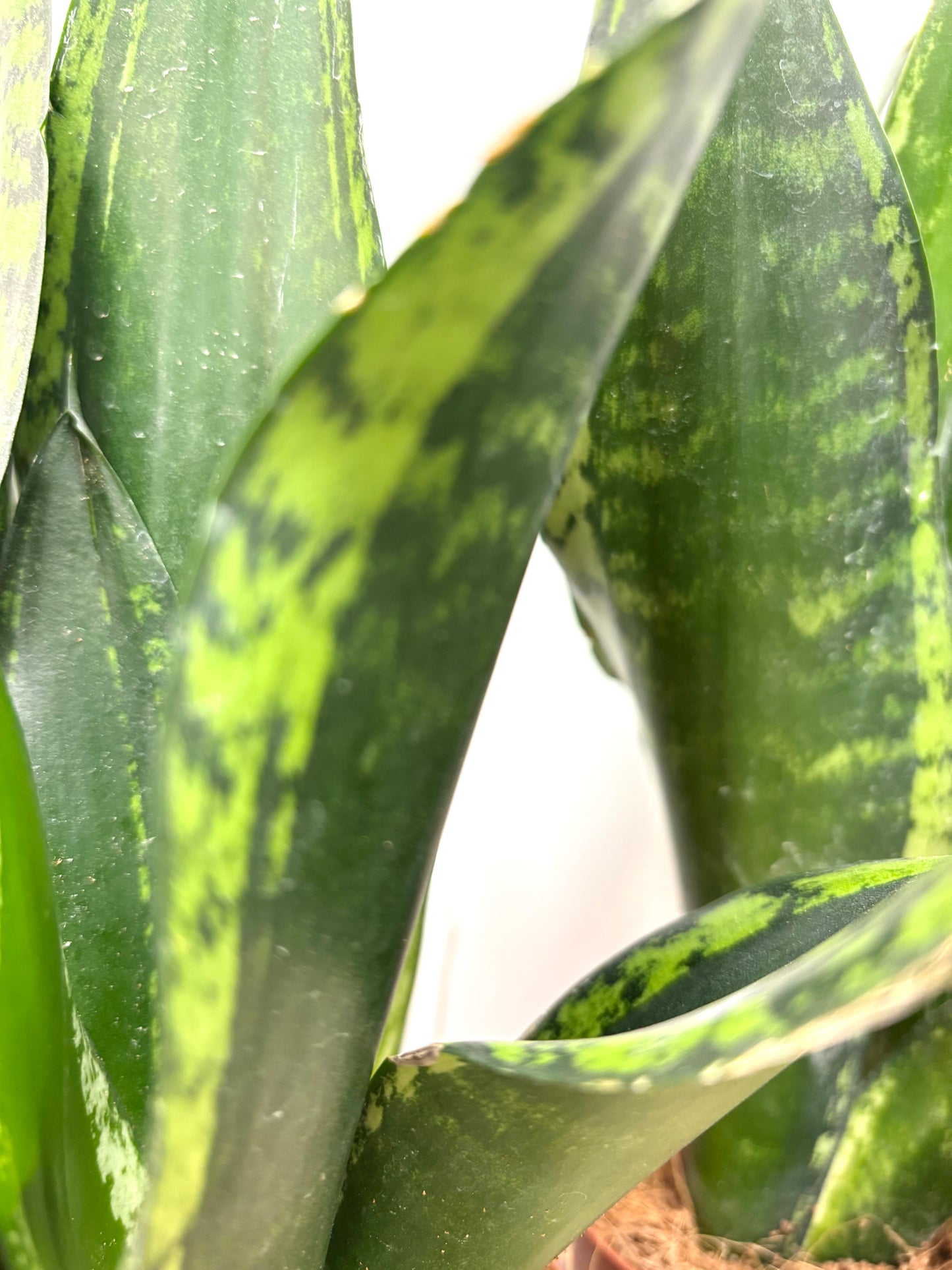 Sansevieria Whitney