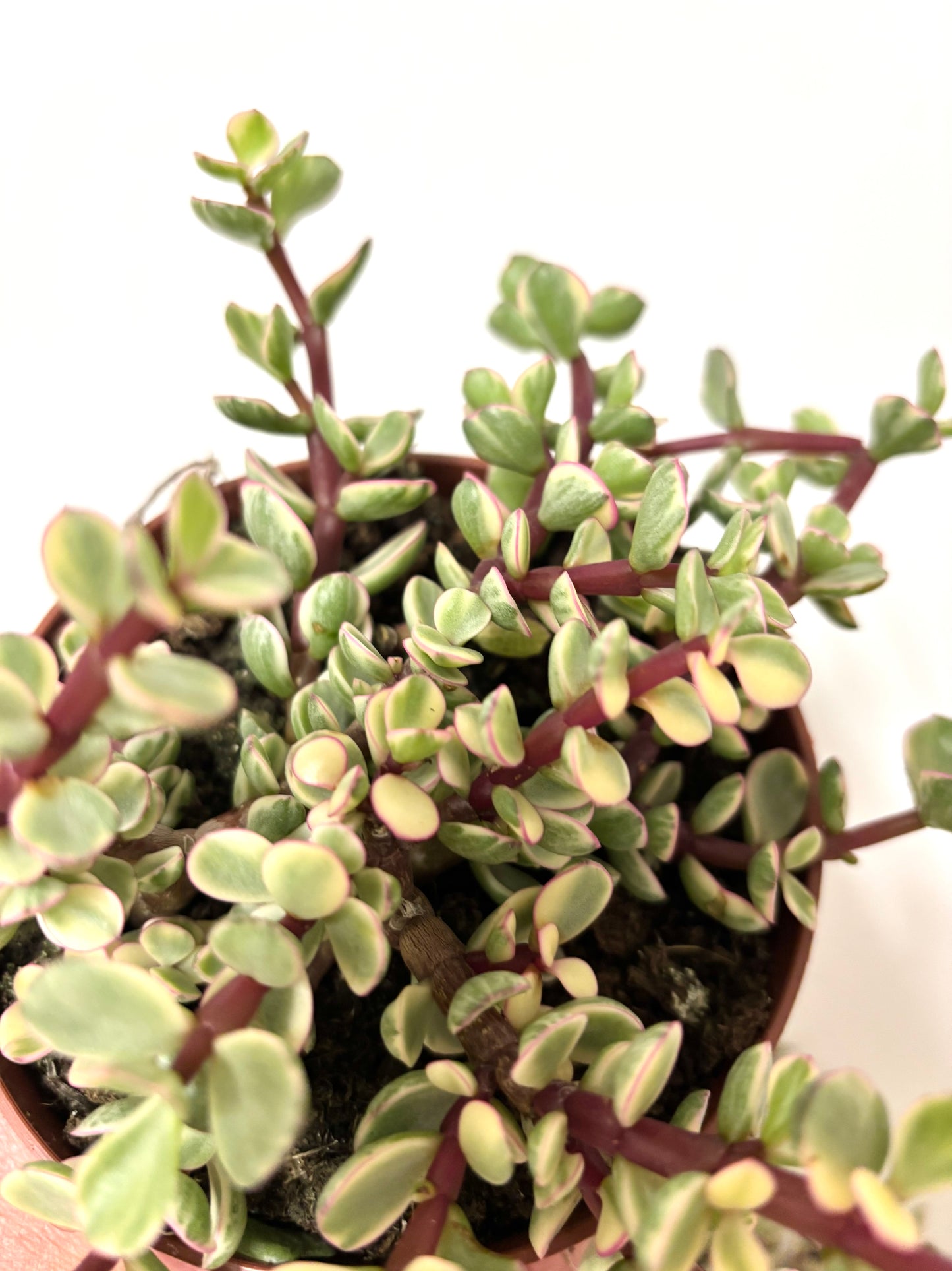 Crassula afra variegata