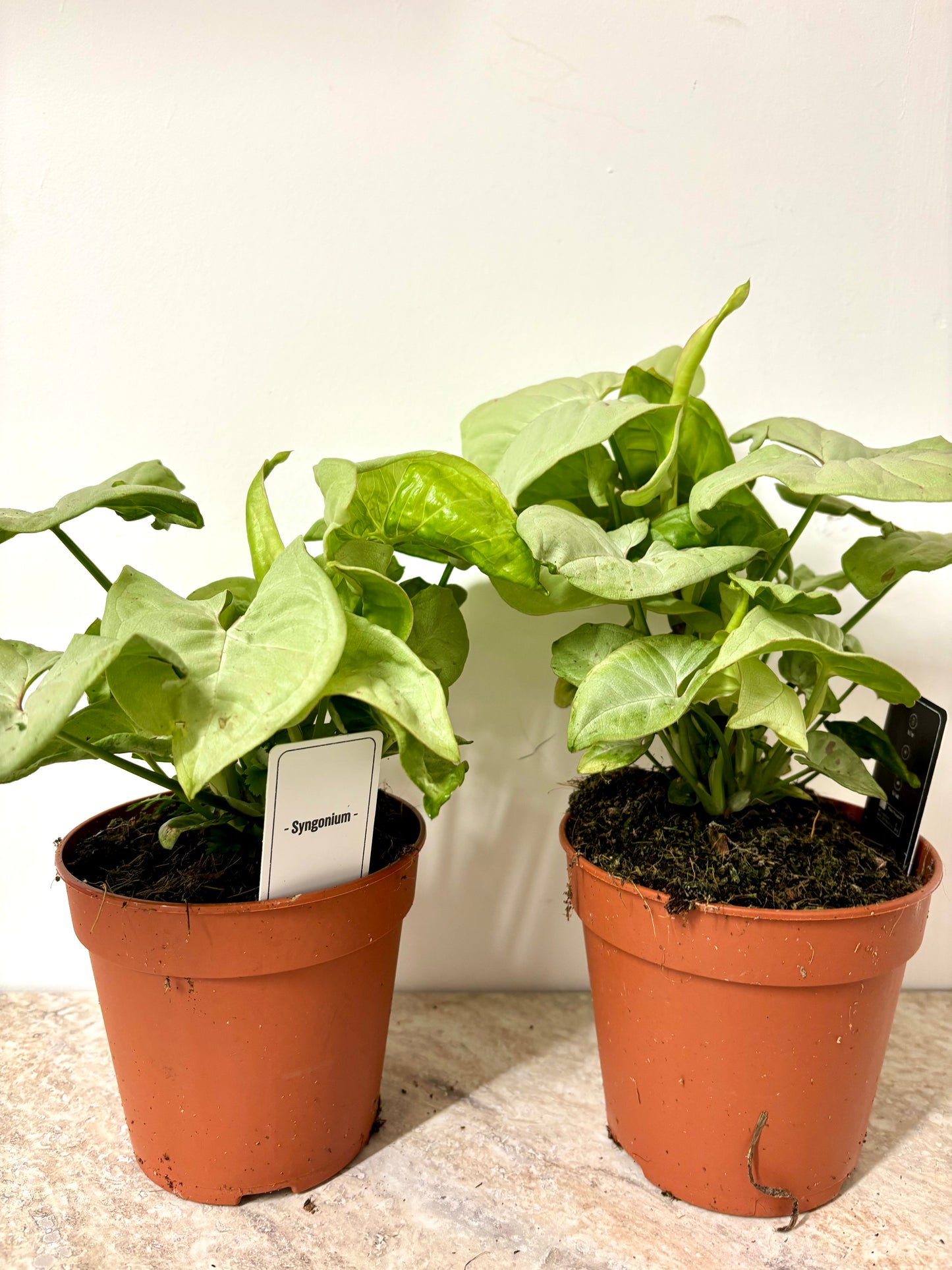 Syngonium Confetti
