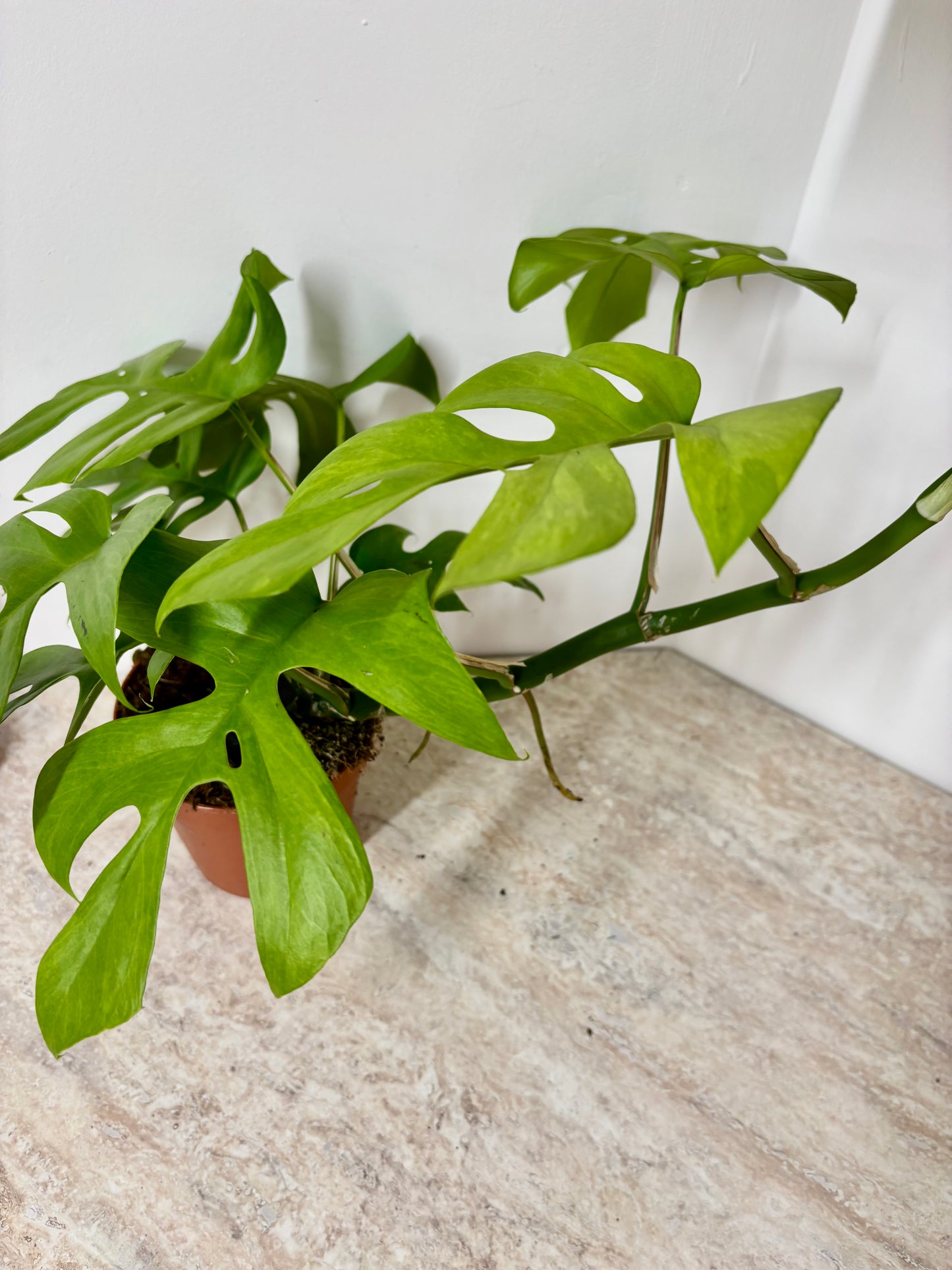 Rhaphidophora Tetrasperma