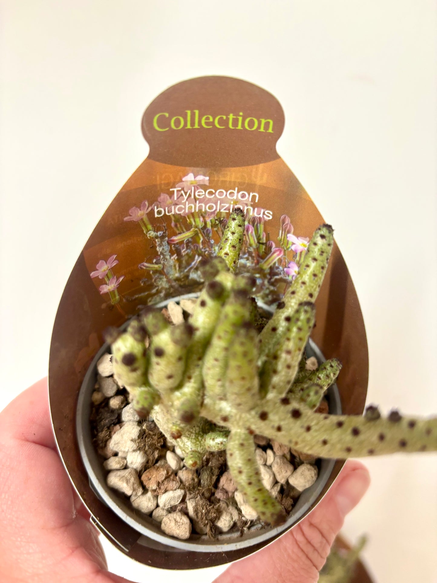 Tylecodon Bucholzianus