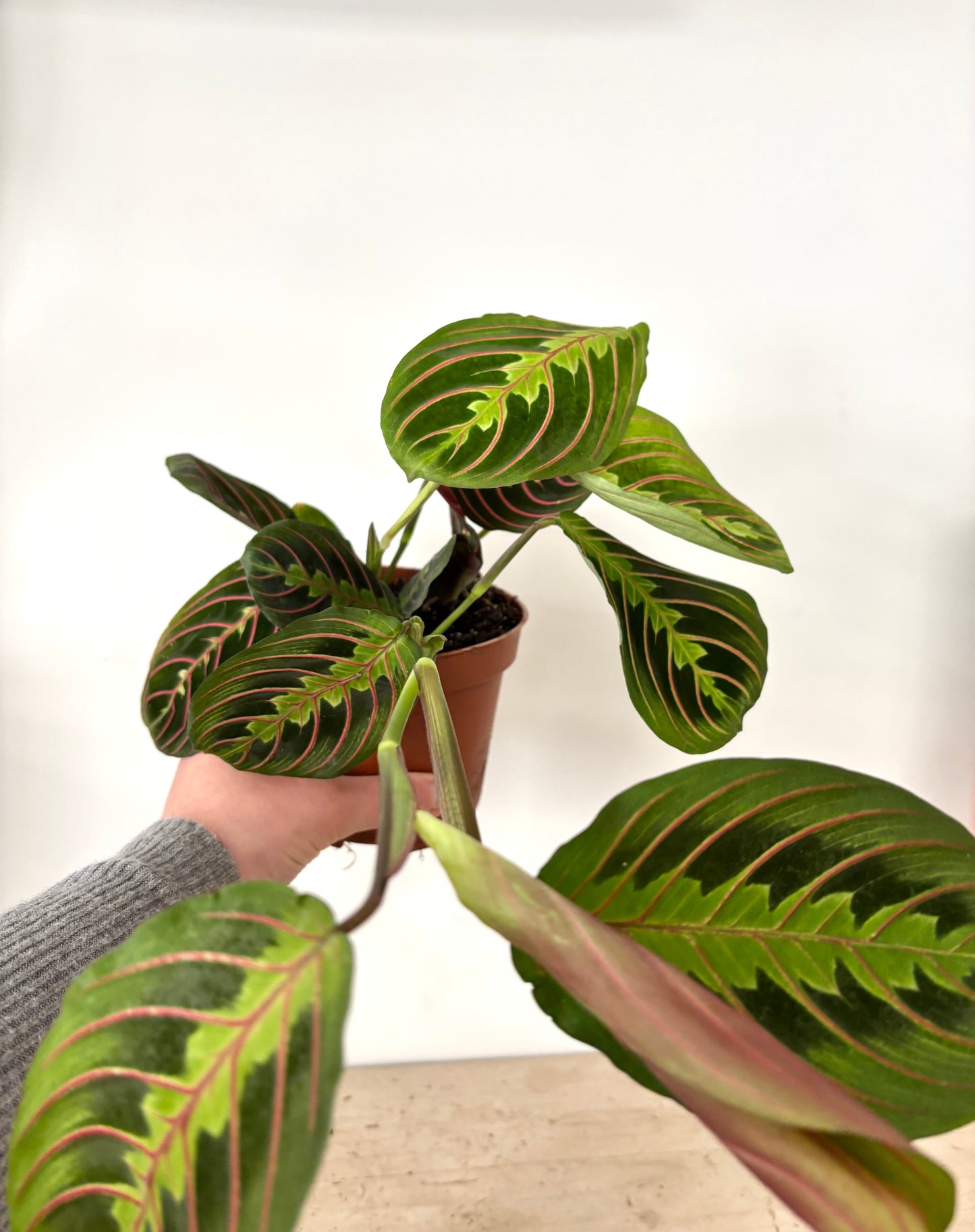 Maranta Fascinator