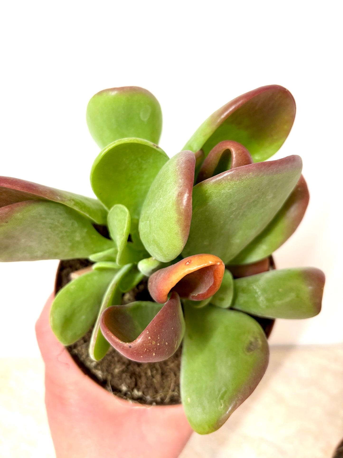Kalanchoe Oricula