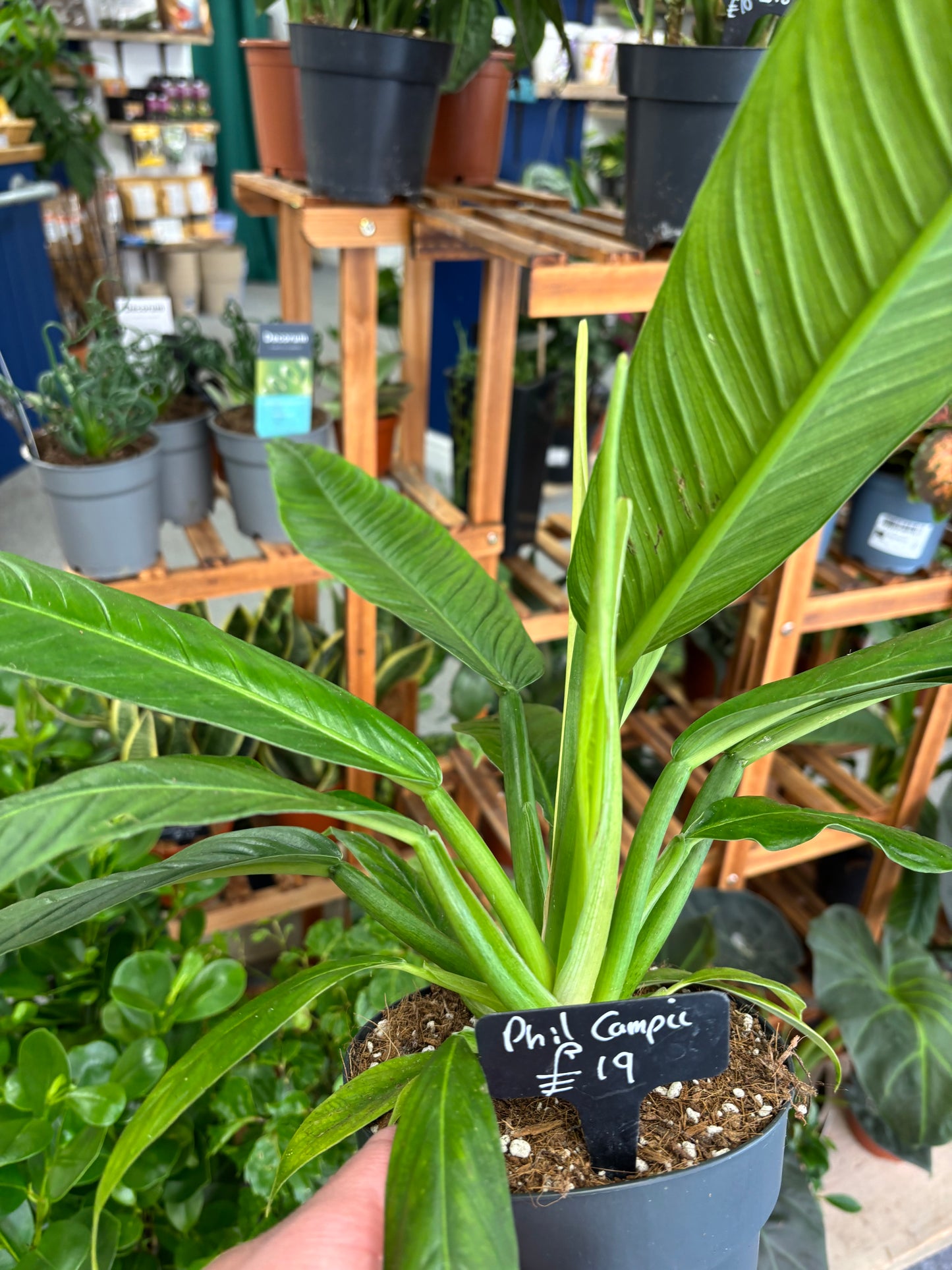 Philodendron Campii Lynette
