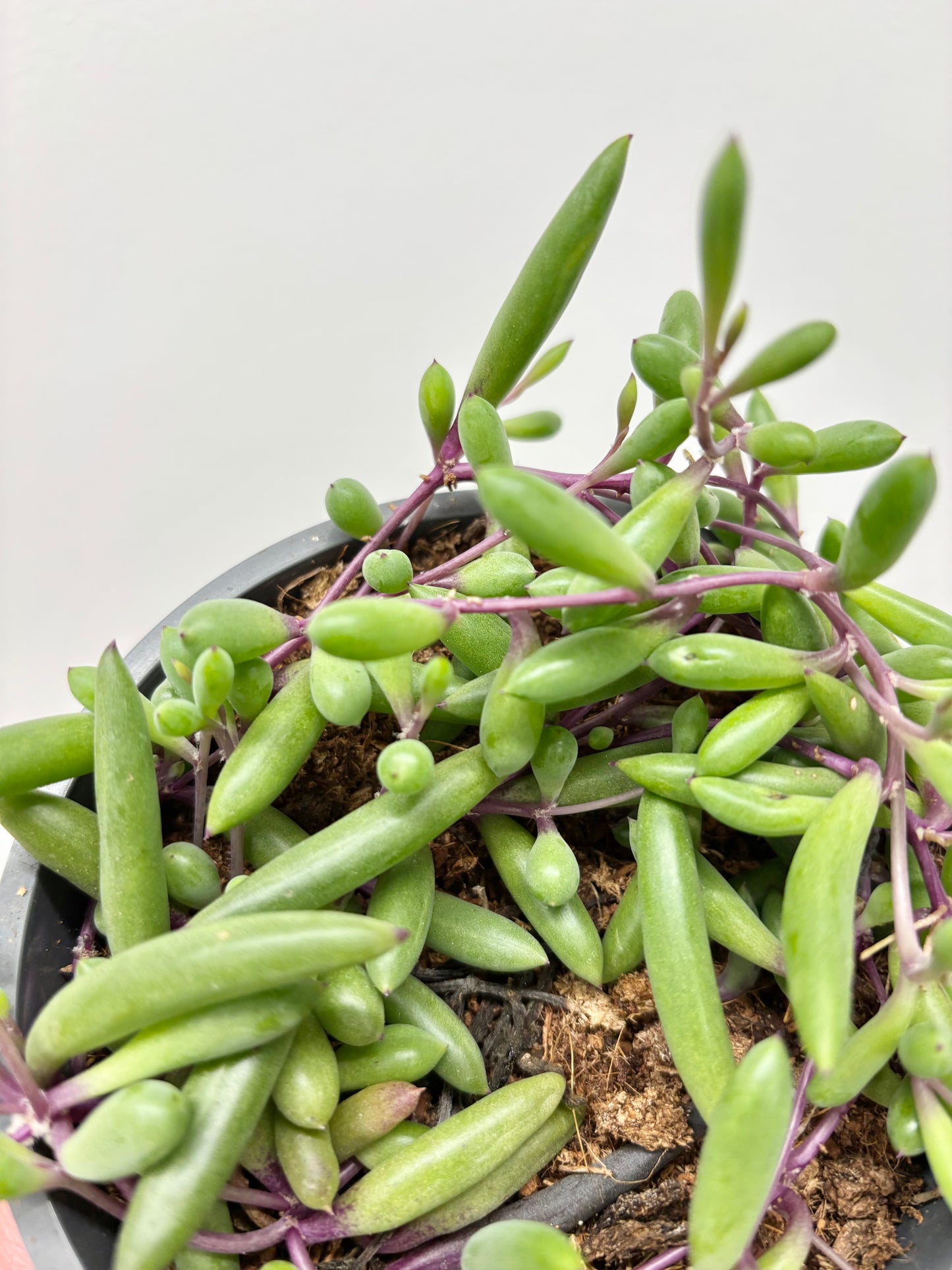 Senecio Purple Flush