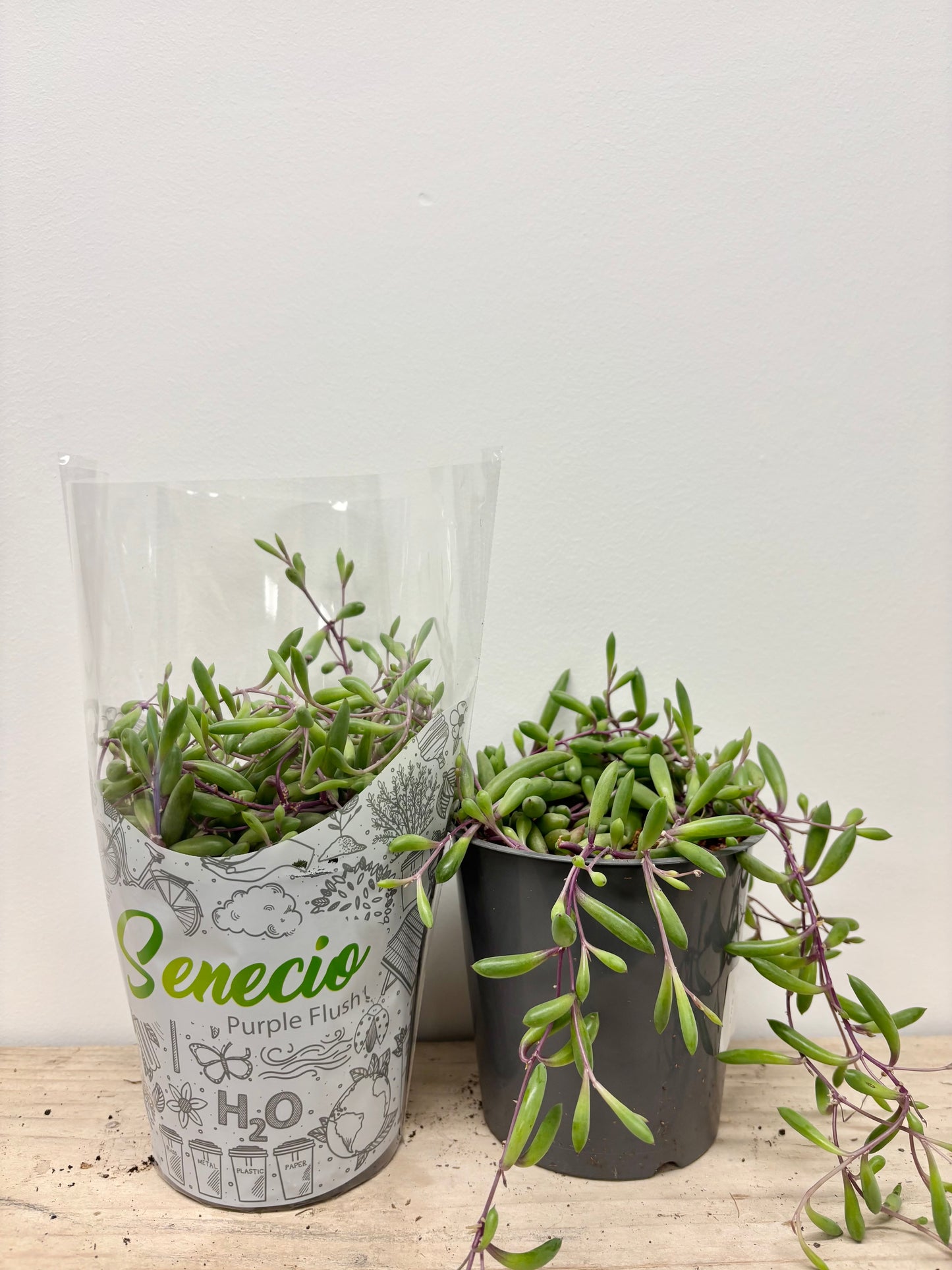 Senecio Purple Flush