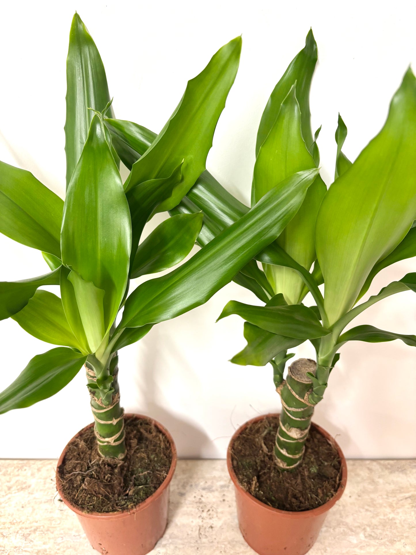 Dracaena Steudneri