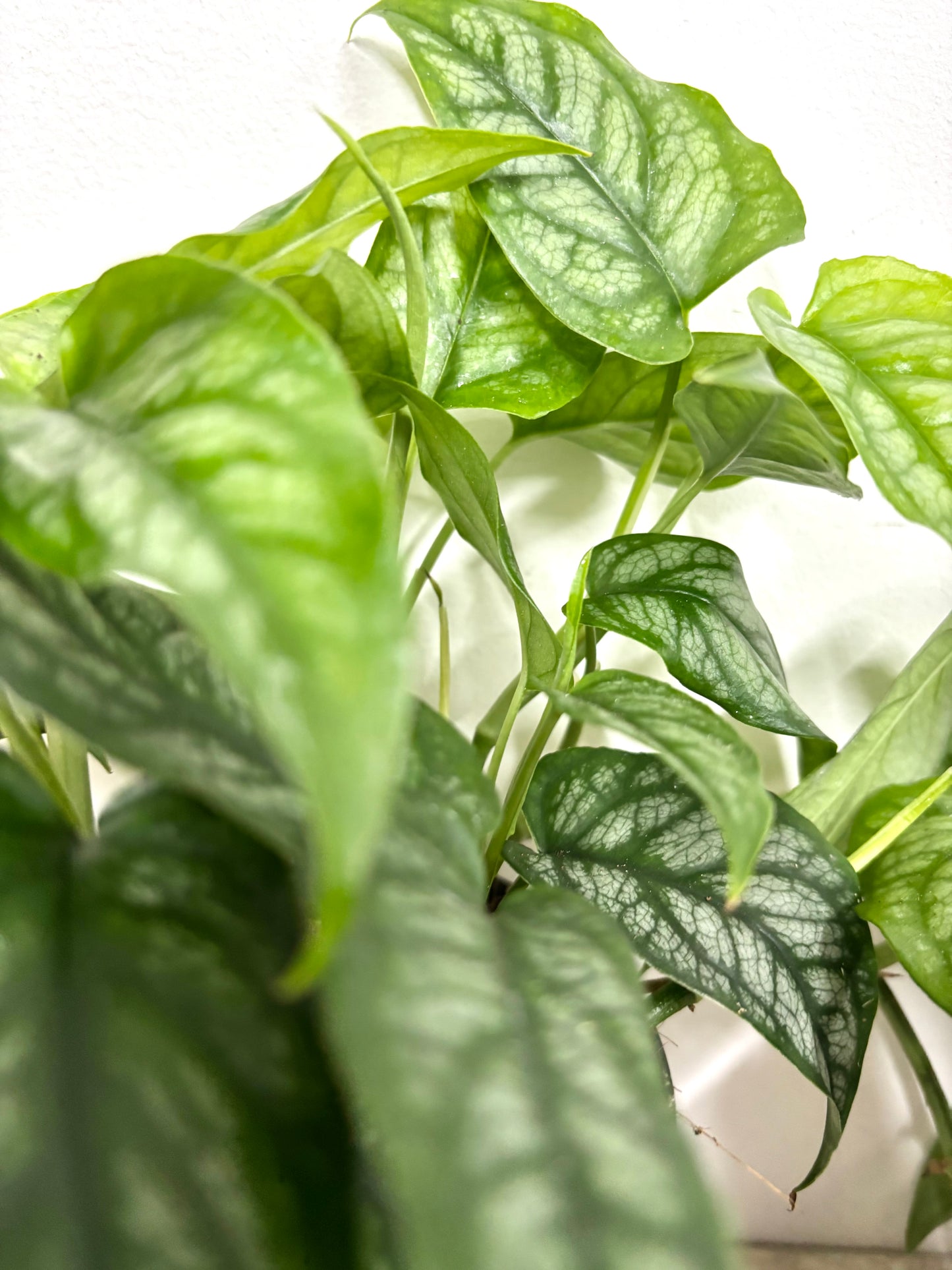 Monstera Siltepecana
