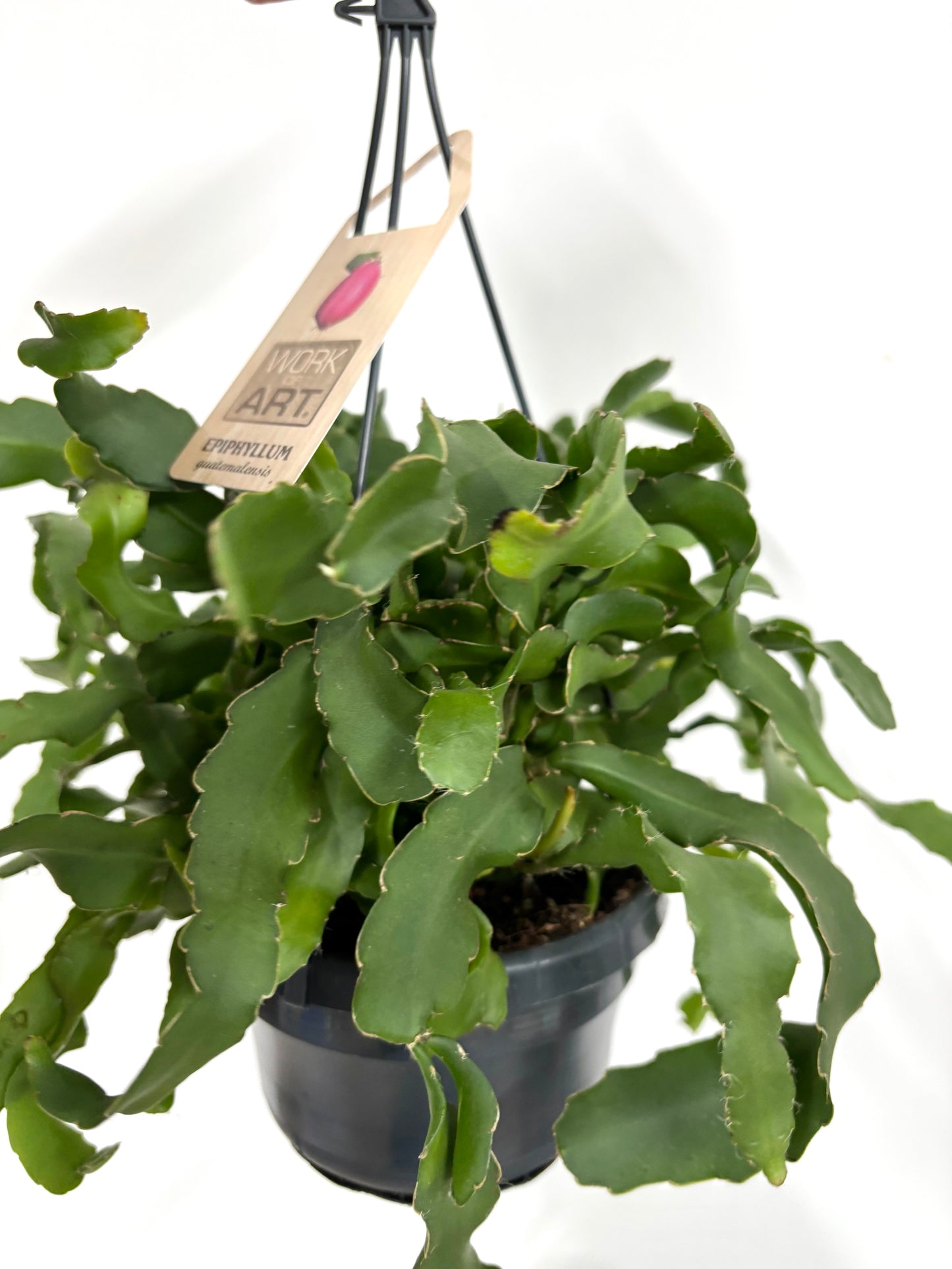Epiphyllum Guatemalense