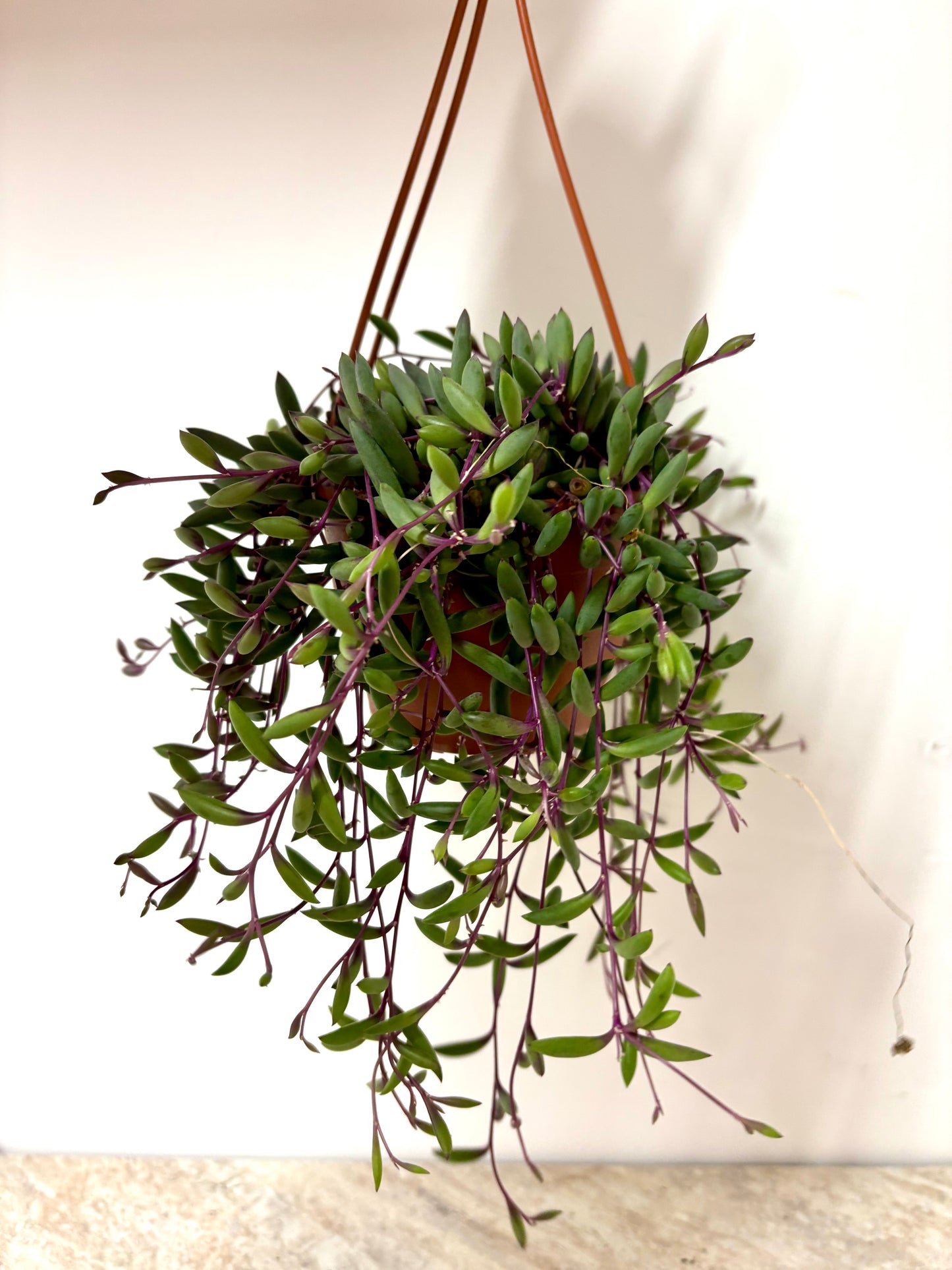 Senecio Purple Flush