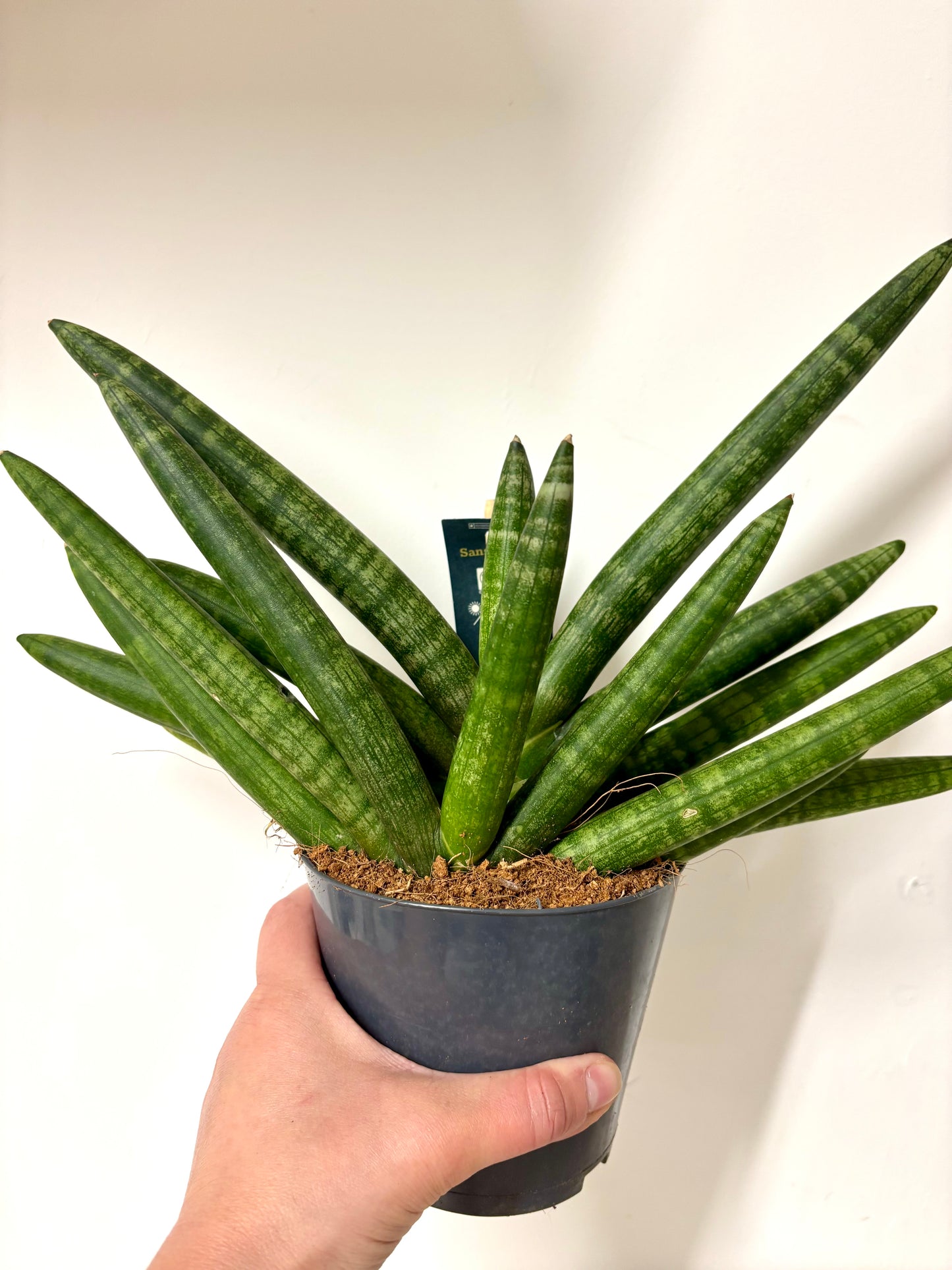 Sansevieria Skyline