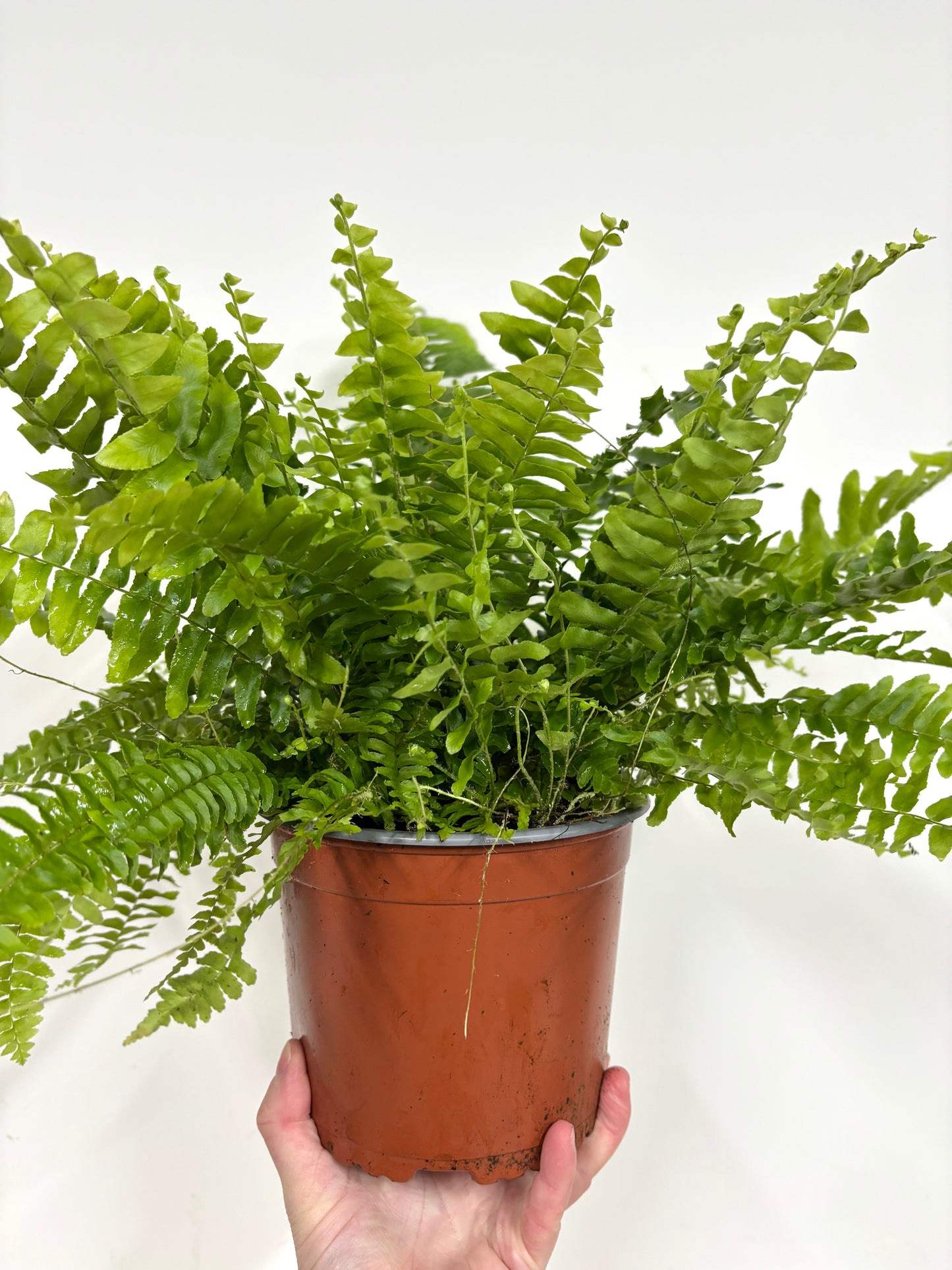 Nephrolepis/Boston Fern