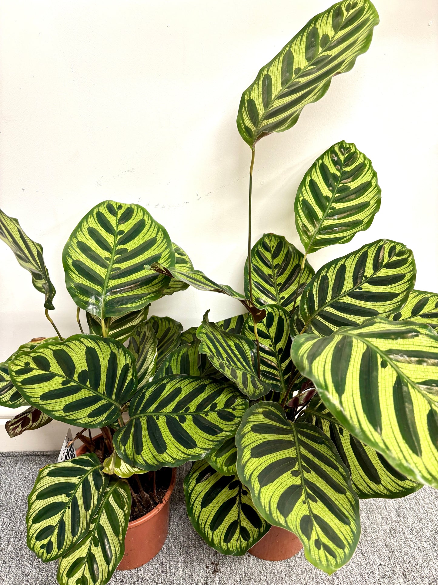 Calathea Makoyana