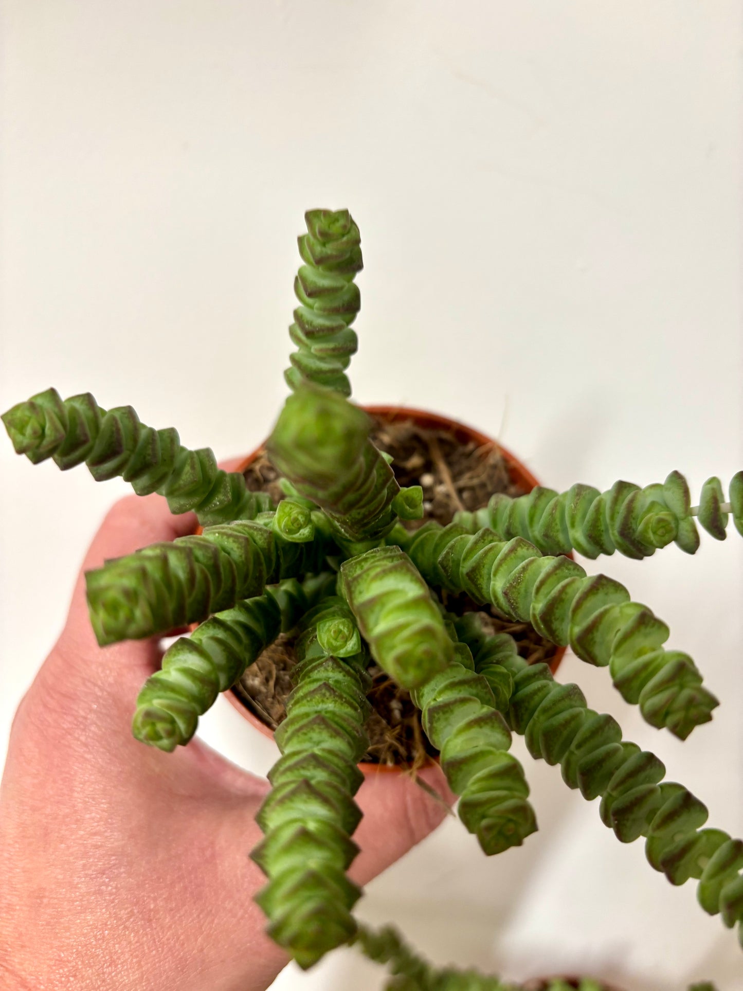 Crass Marnieriana Hottentot